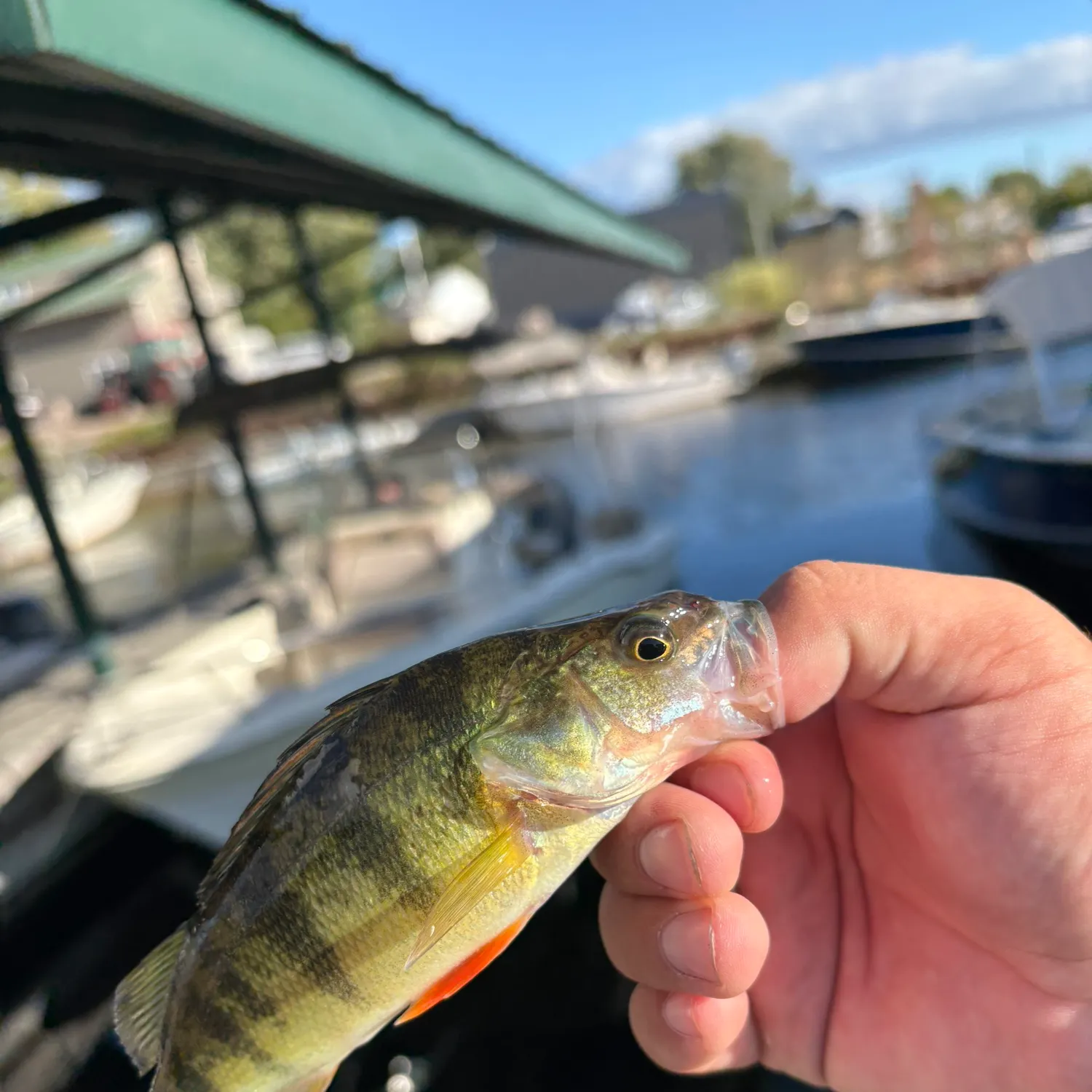 catch