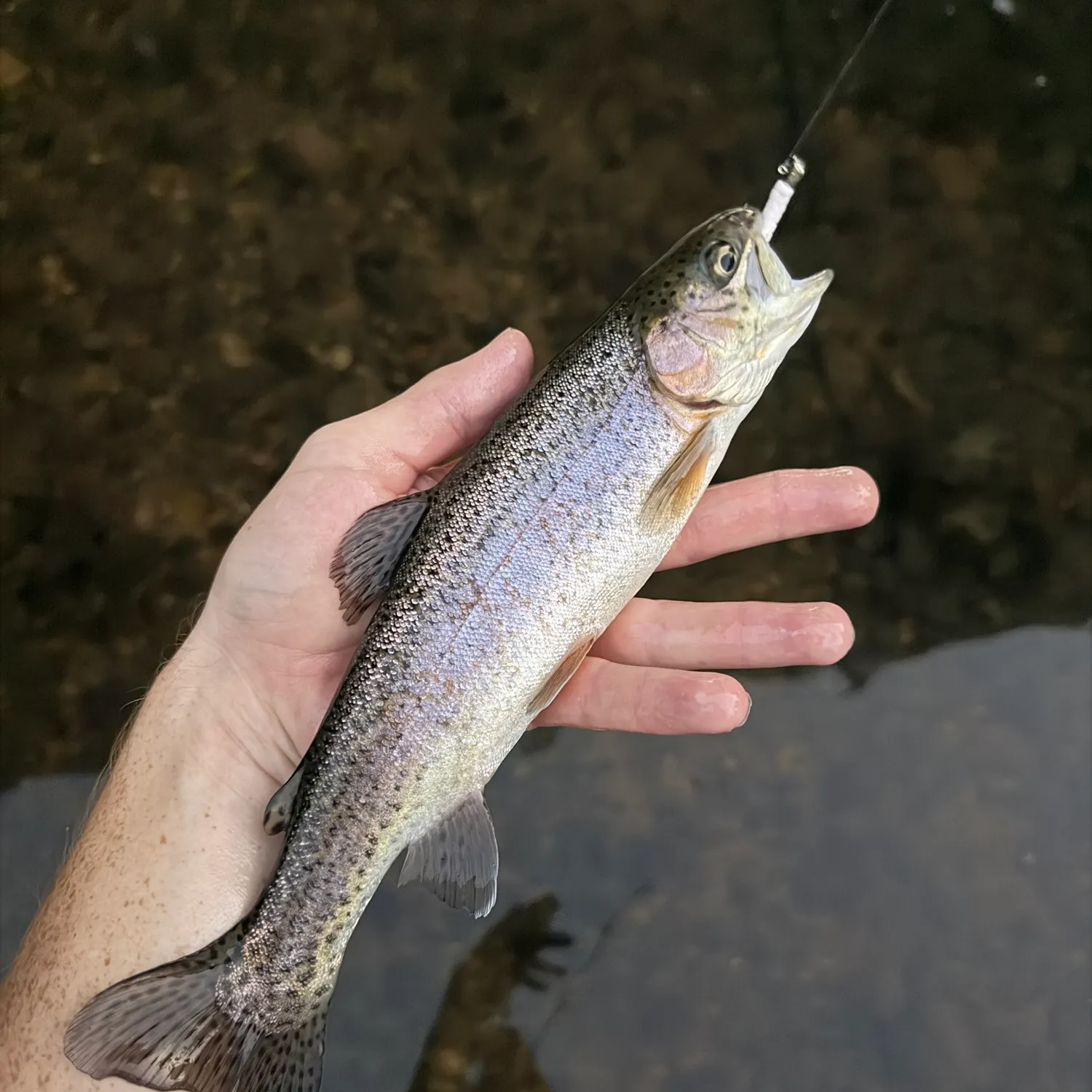 Rainbow trout caught on Fishbrain