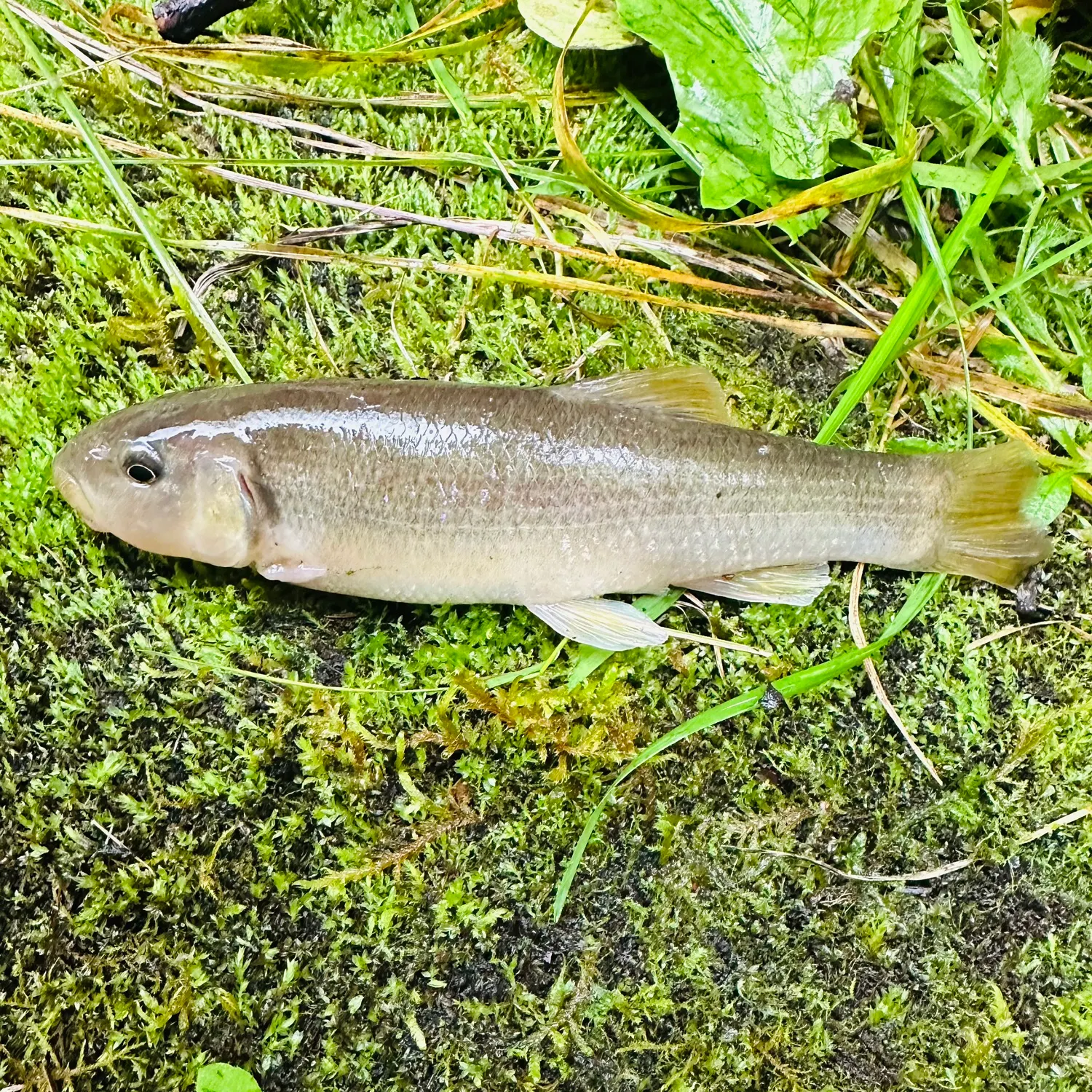 White sucker caught on Fishbrain