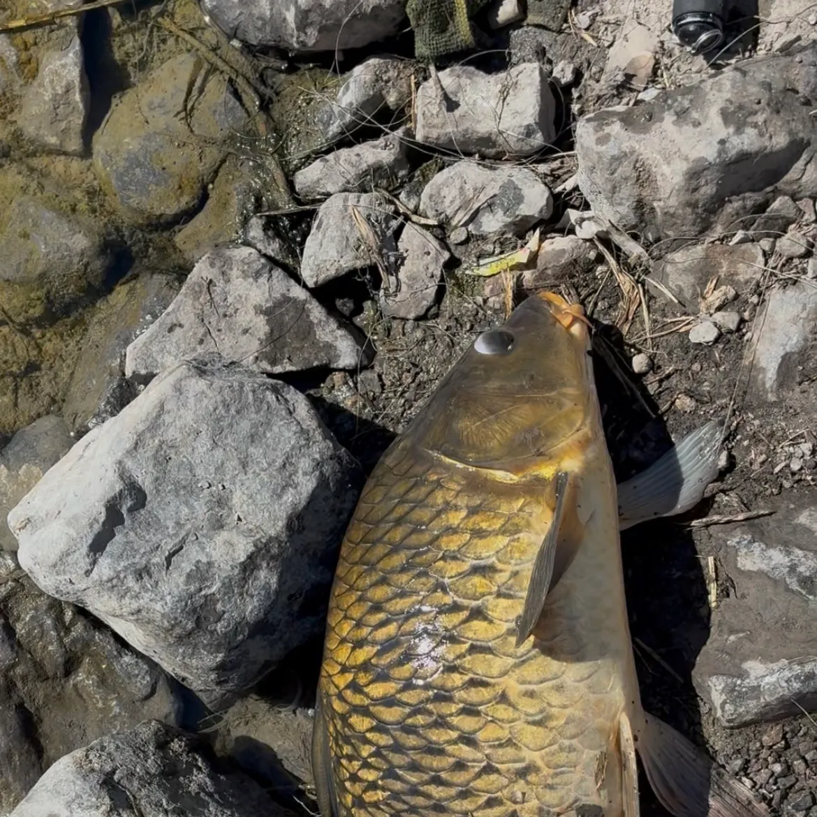Common carp caught on Fishbrain