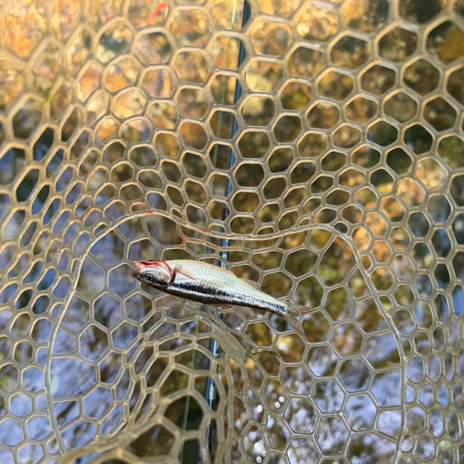 The most recent Blacknose shiner catches on Fishbrain