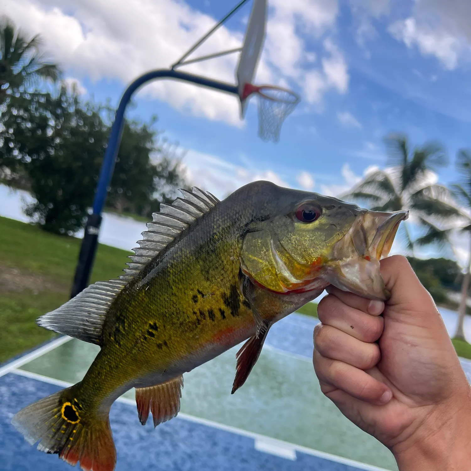 Butterfly peacock bass caught on Fishbrain