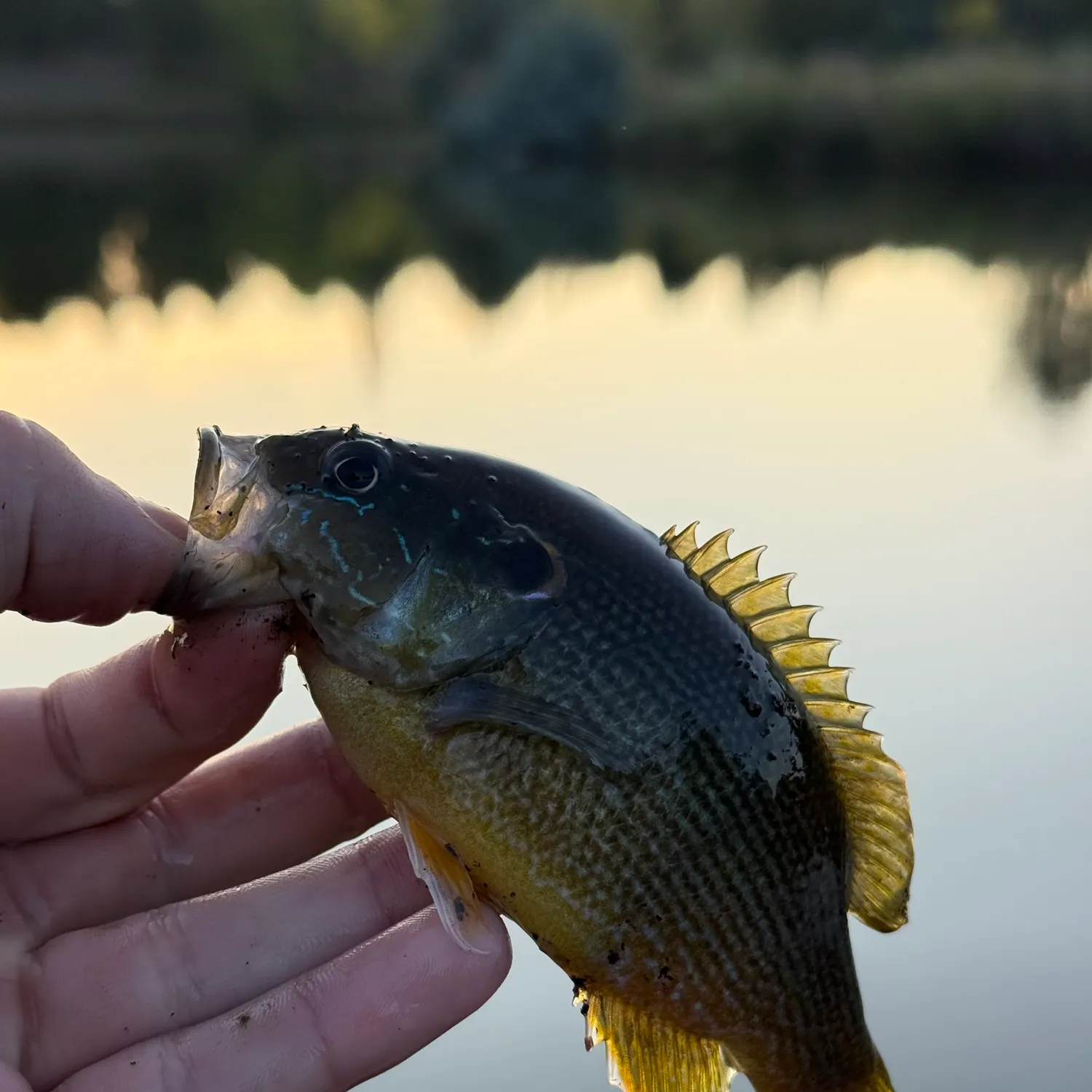 Green sunfish caught on Fishbrain