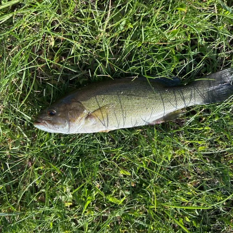 Smallmouth bass caught on Fishbrain