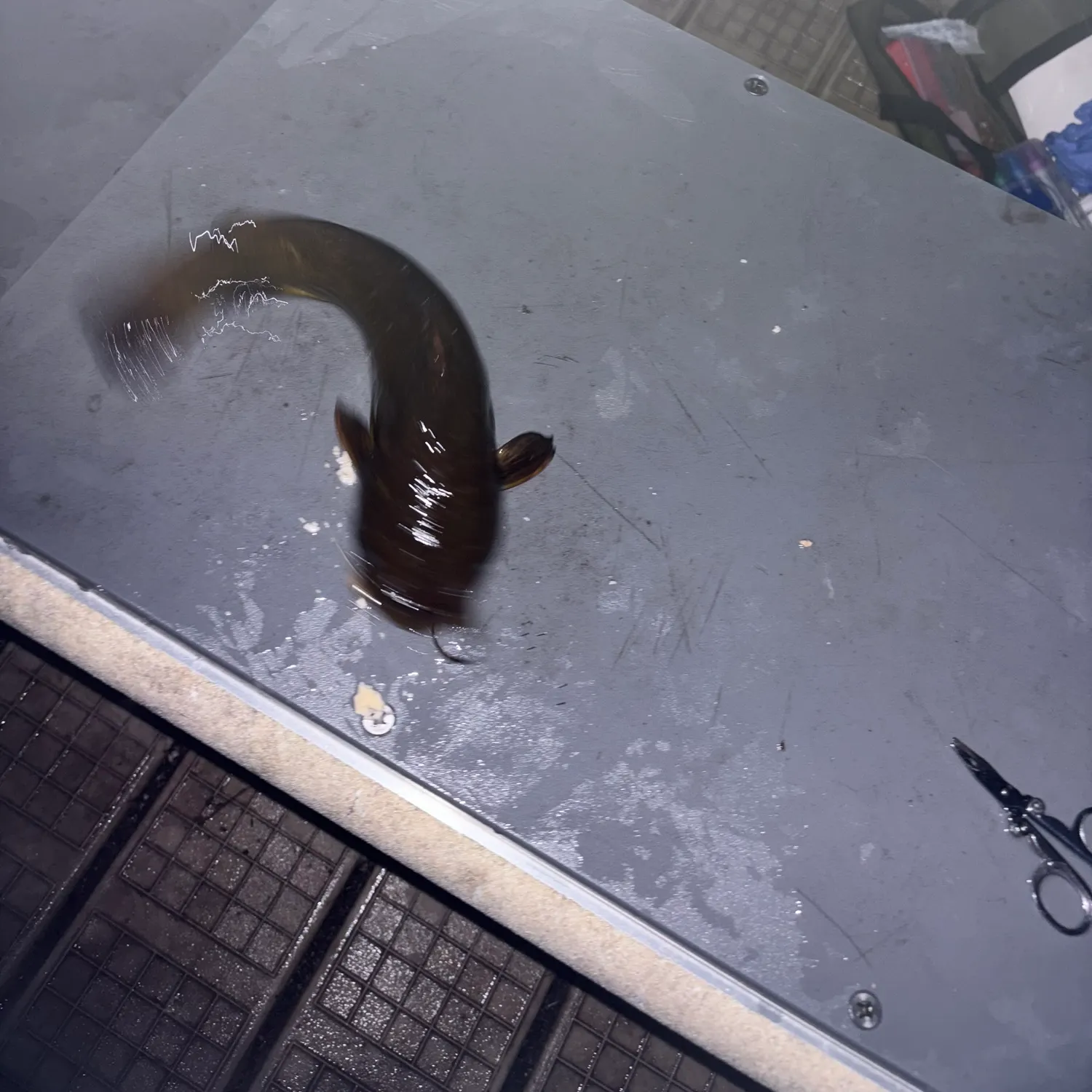 Black bullhead caught on Fishbrain