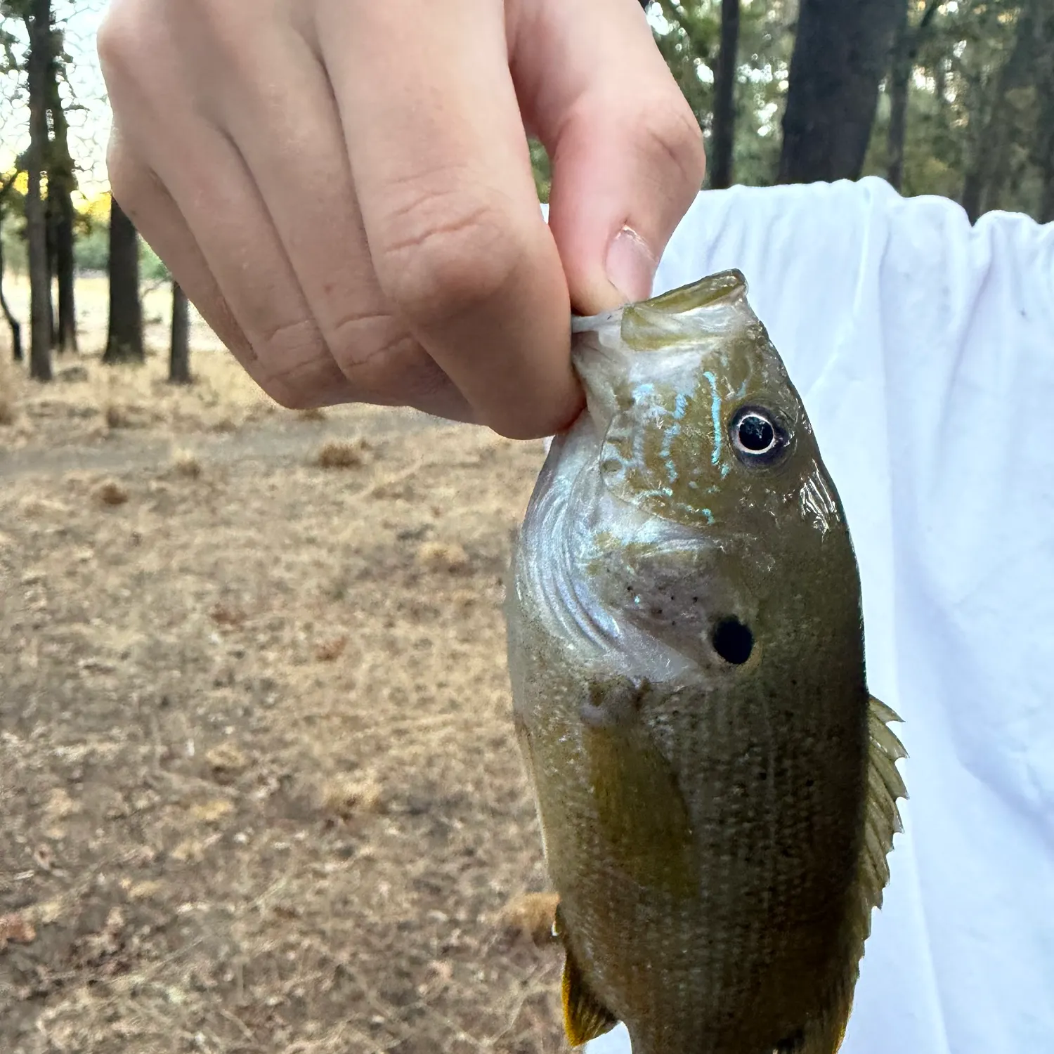 Green sunfish caught on Fishbrain