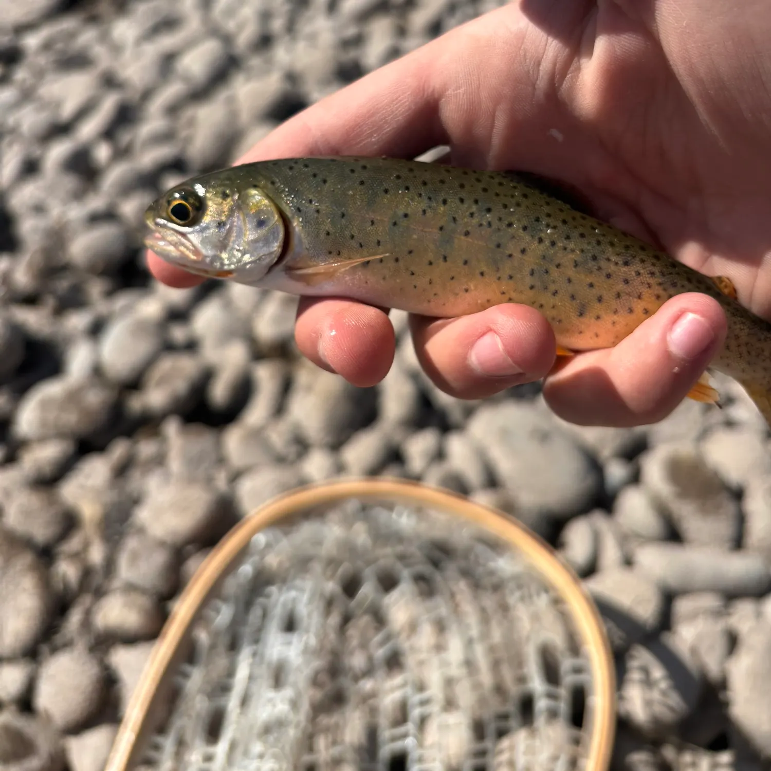 Yellowstone cutthroat trout caught on Fishbrain