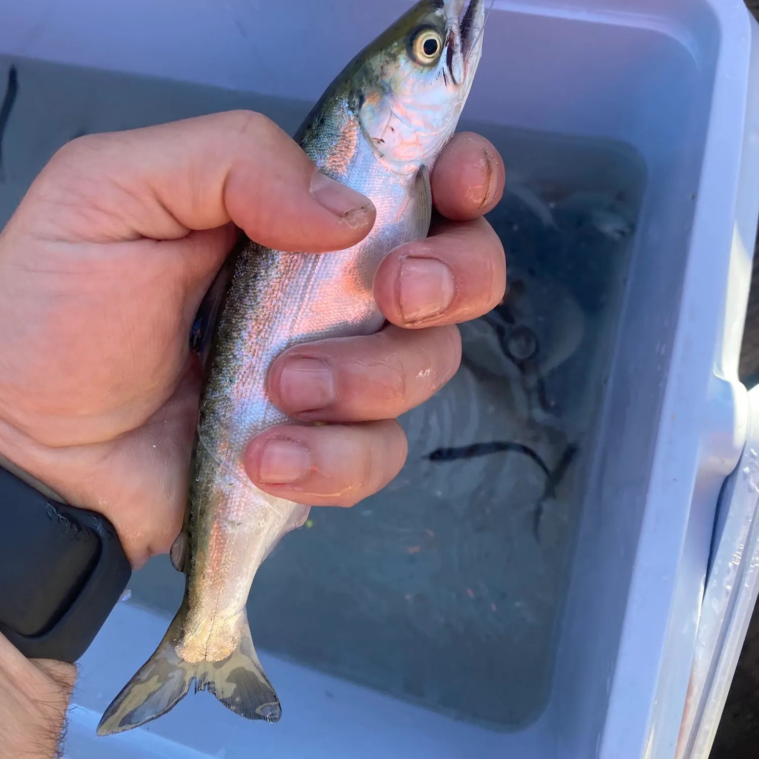 recently logged catches