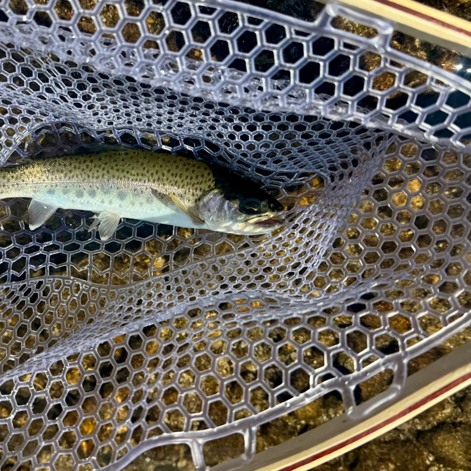Rainbow trout caught on Fishbrain