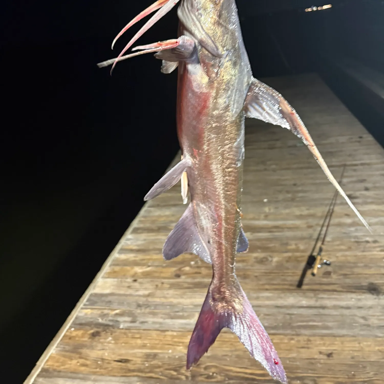 Gafftopsail sea catfish caught on Fishbrain