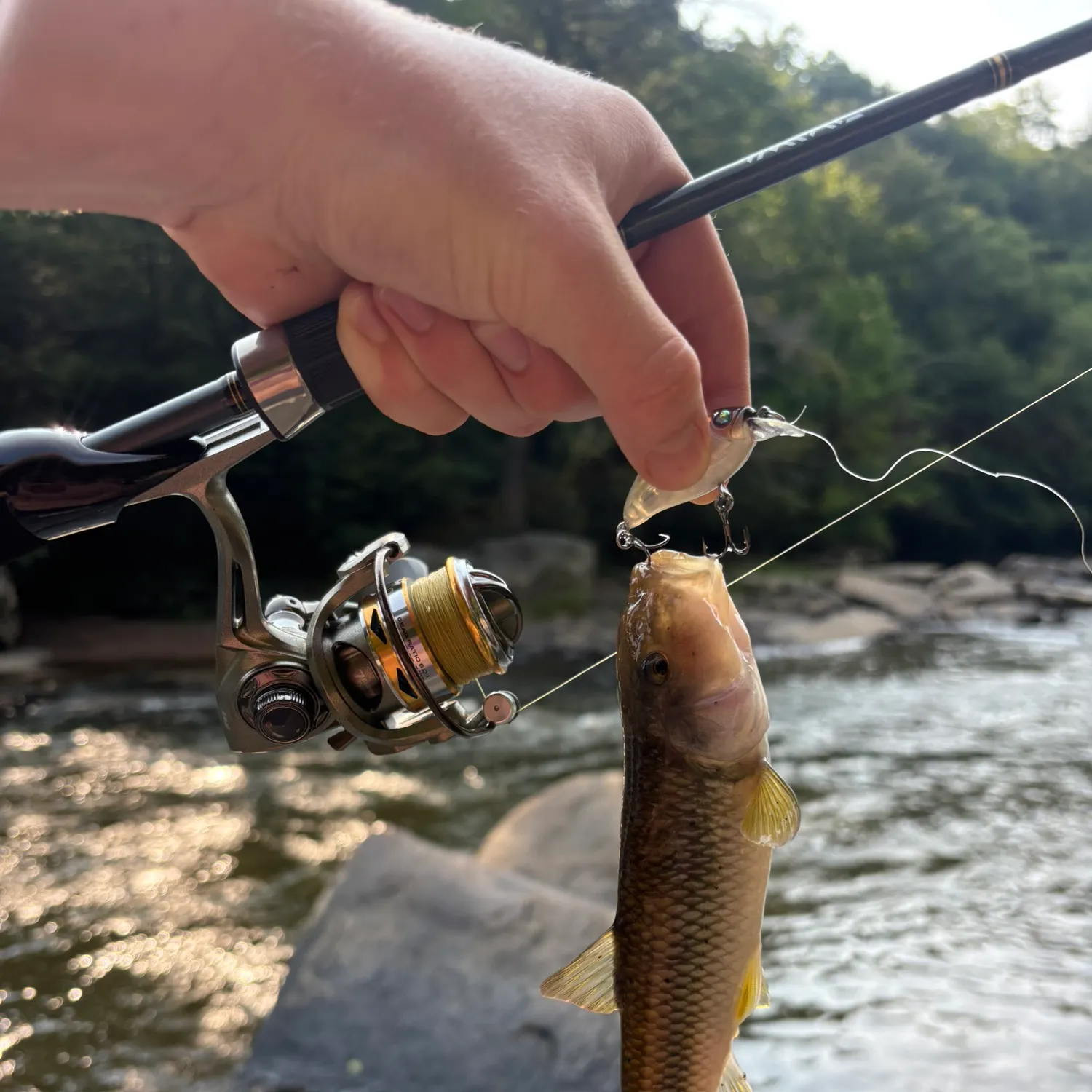 The most recent River chub catches on Fishbrain