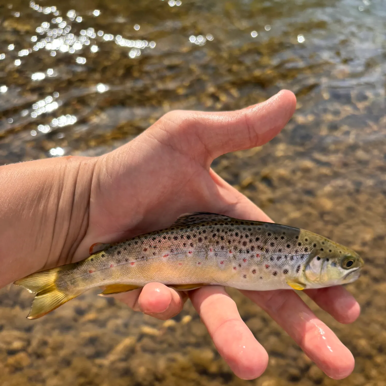 Brown trout caught on Fishbrain