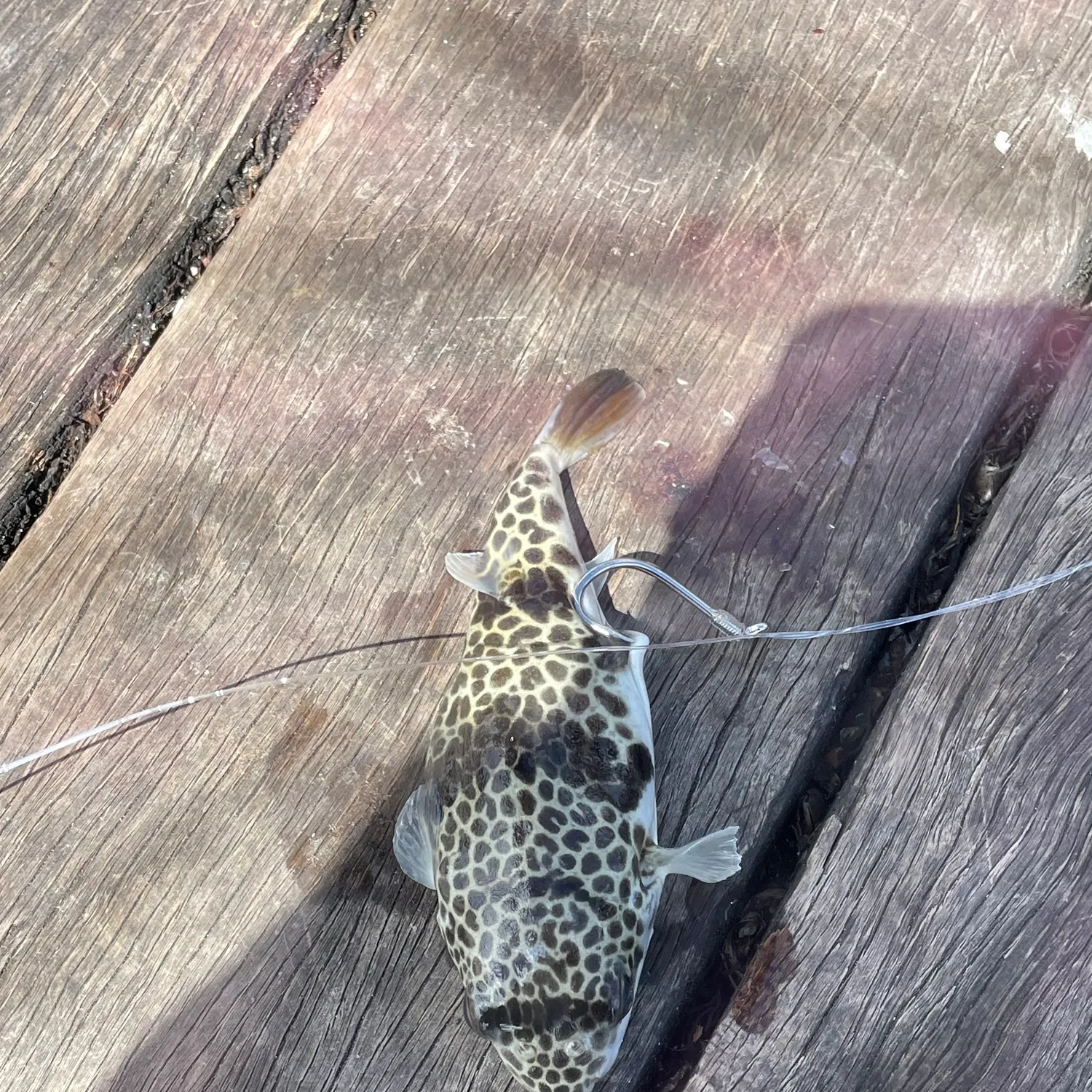 The most recent Smooth toadfish catches on Fishbrain