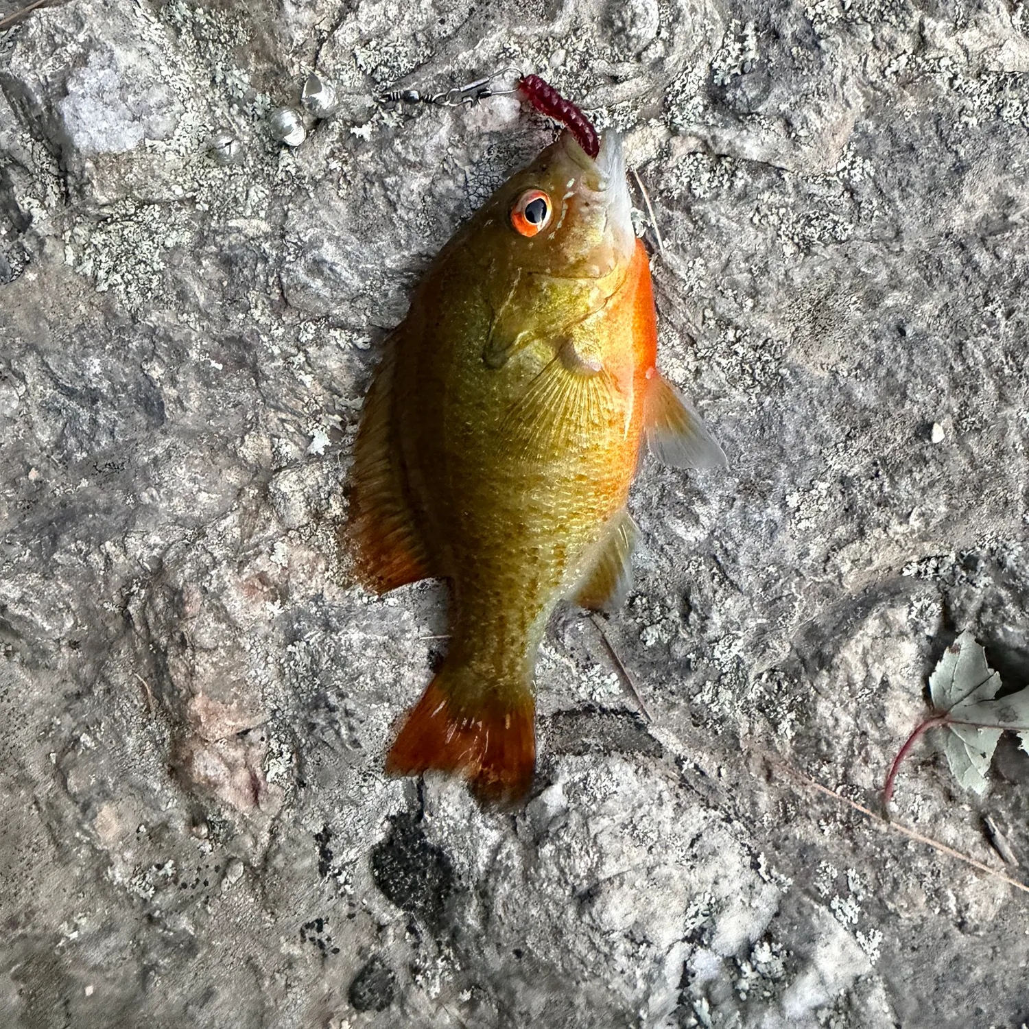 Redbreast sunfish caught on Fishbrain