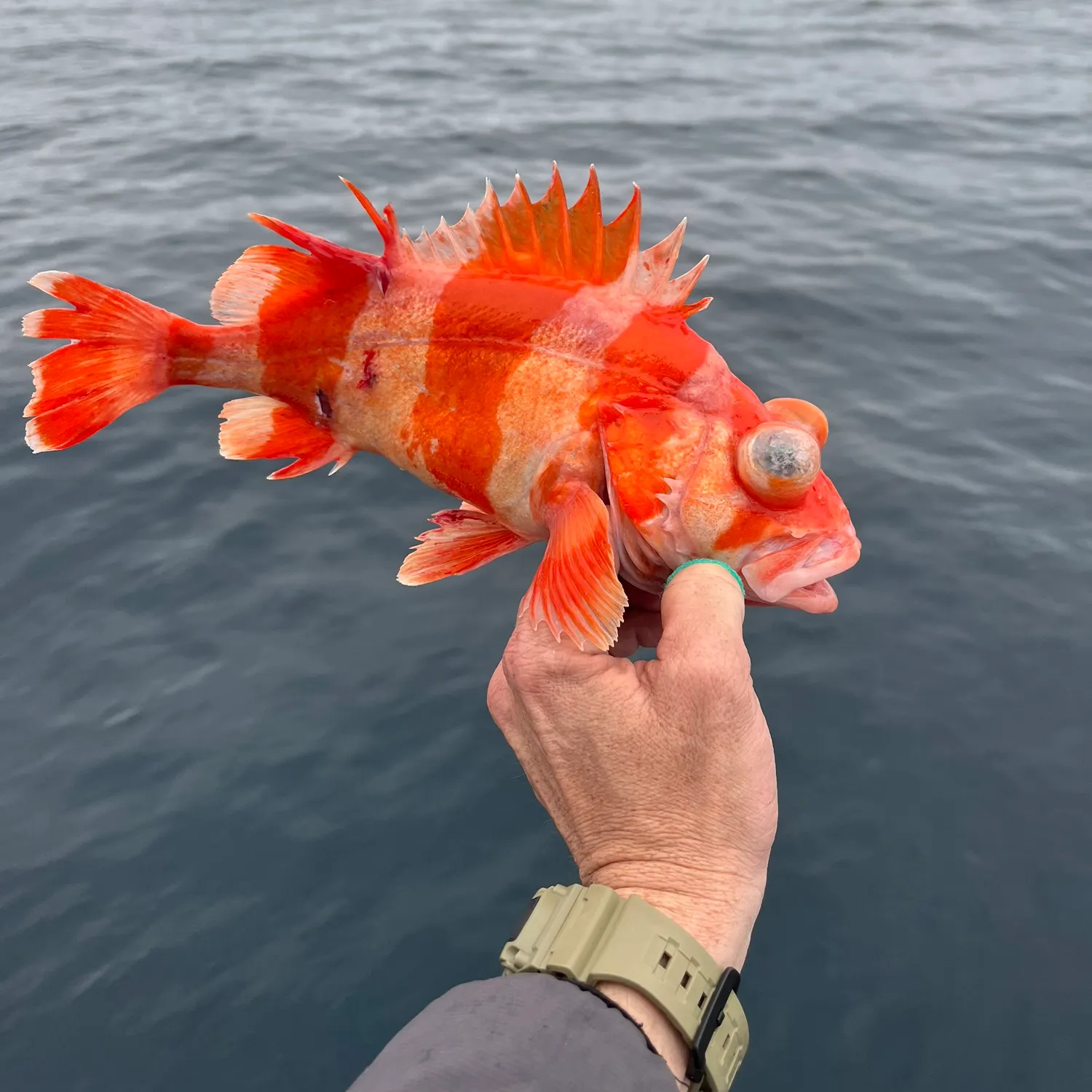 The most recent Redbanded rockfish catches on Fishbrain