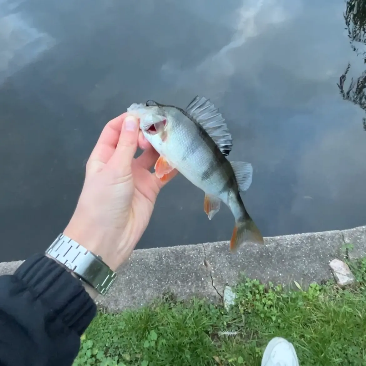 European perch caught on Fishbrain