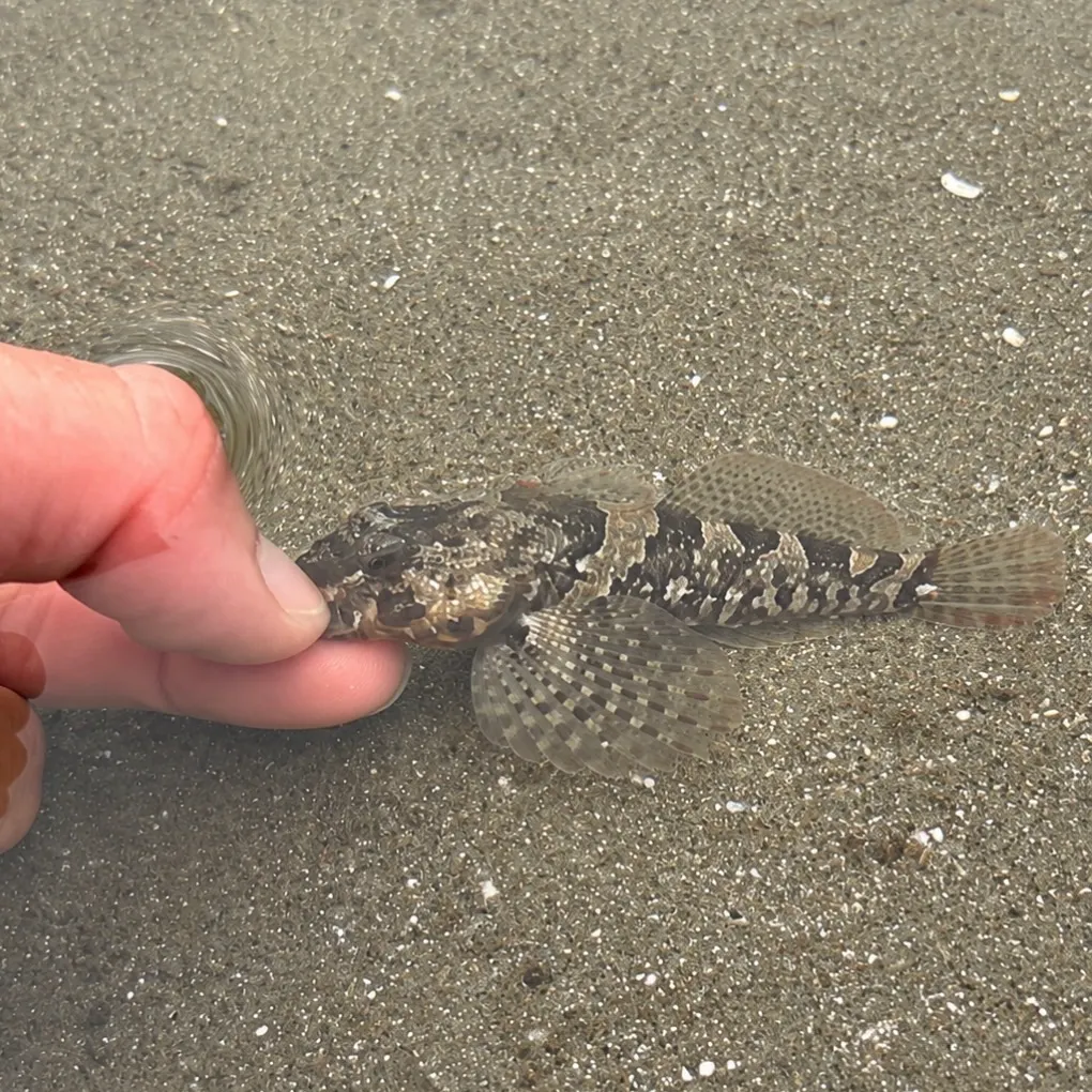Pacific staghorn sculpin caught on Fishbrain