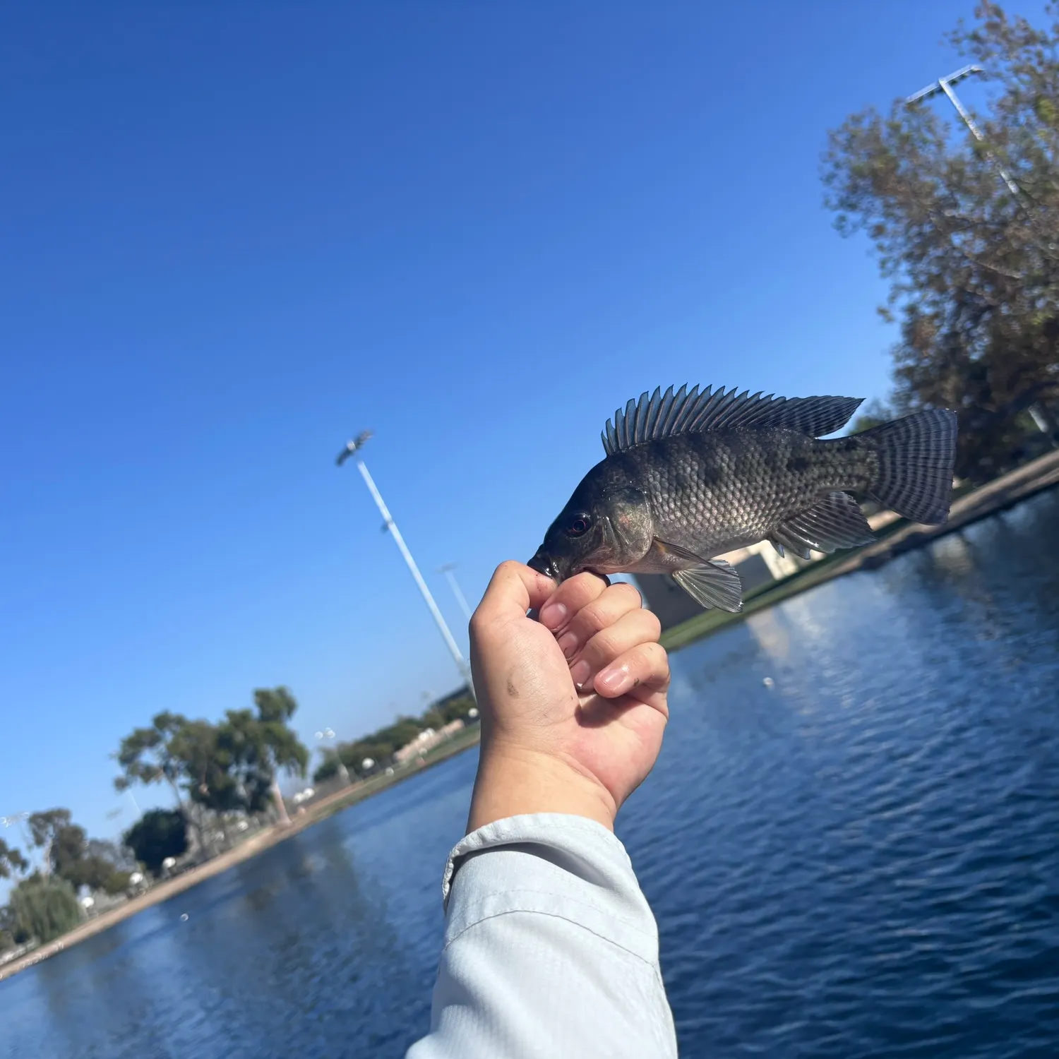 Blue tilapia caught on Fishbrain