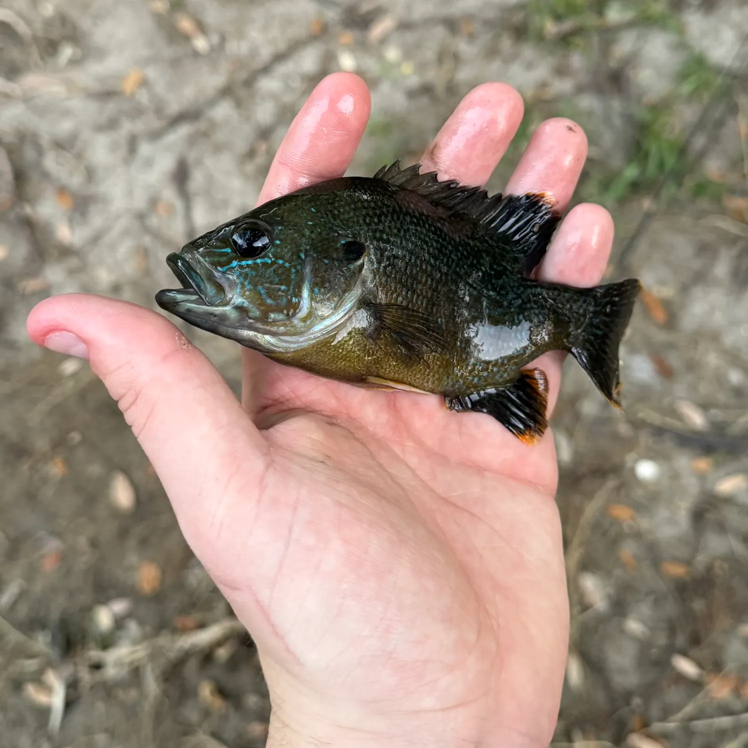 The most recent Green sunfish catches on Fishbrain