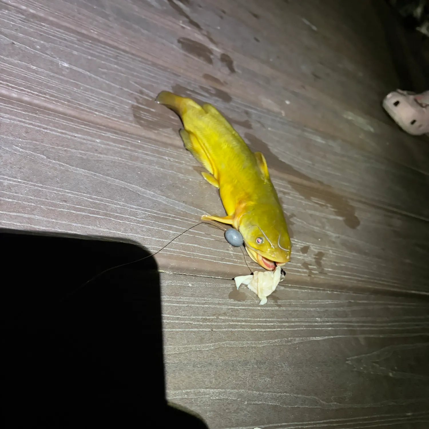 Yellow bullhead caught on Fishbrain