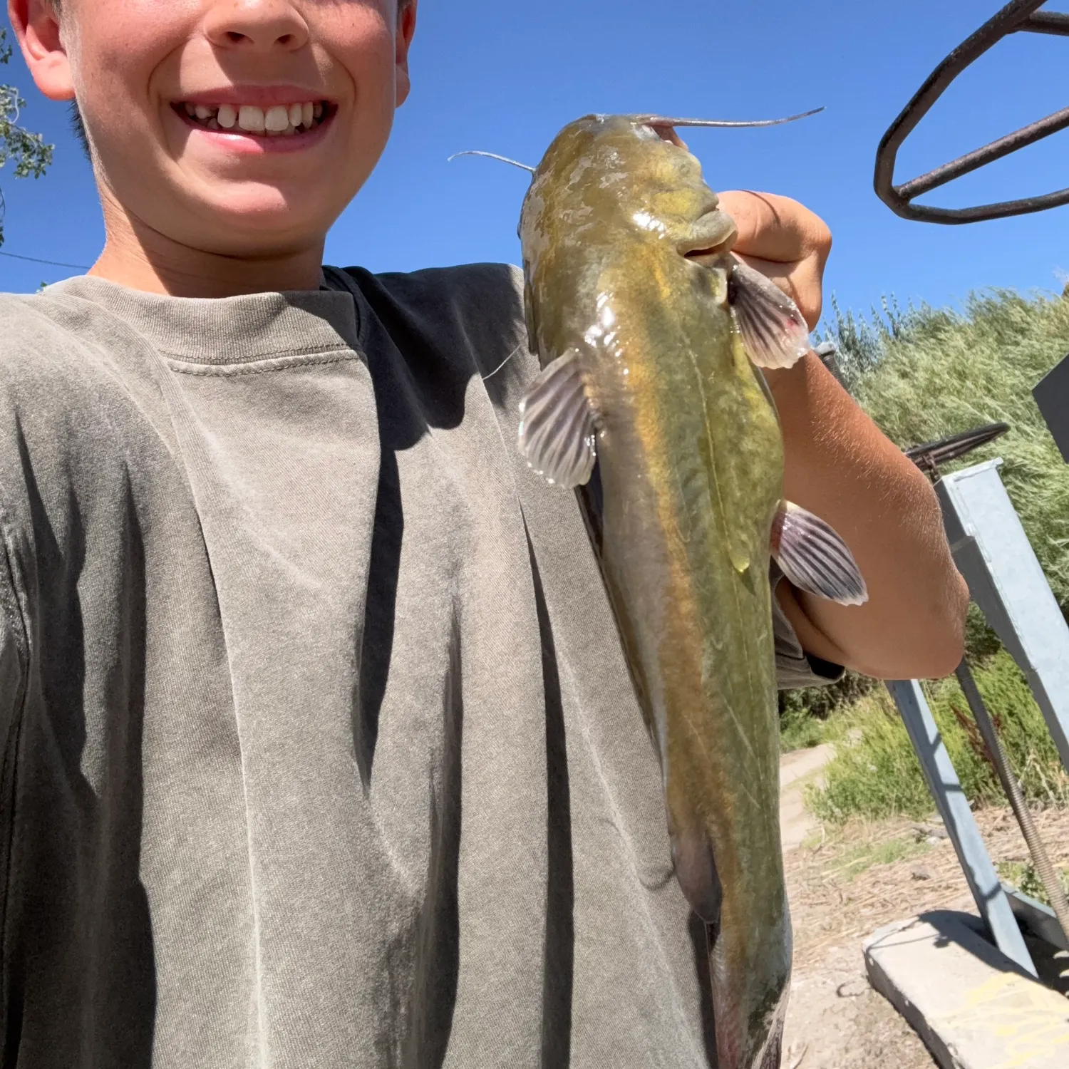 Yellow bullhead caught on Fishbrain
