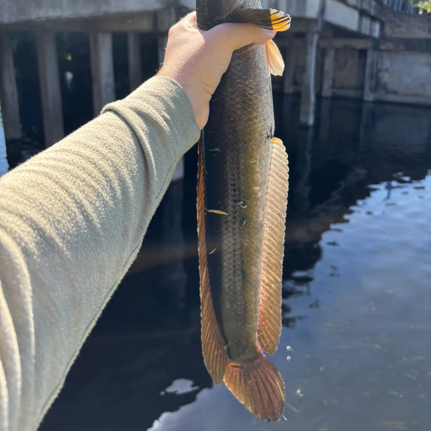 The most recent Bullseye snakehead catches on Fishbrain