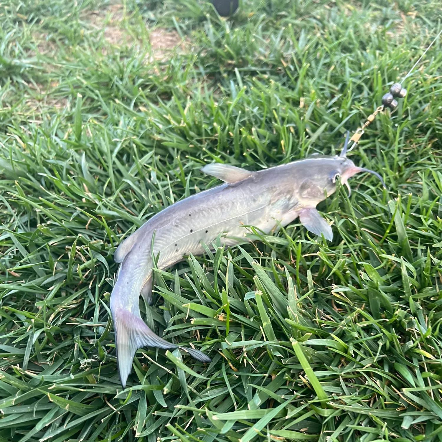 Channel catfish caught on Fishbrain