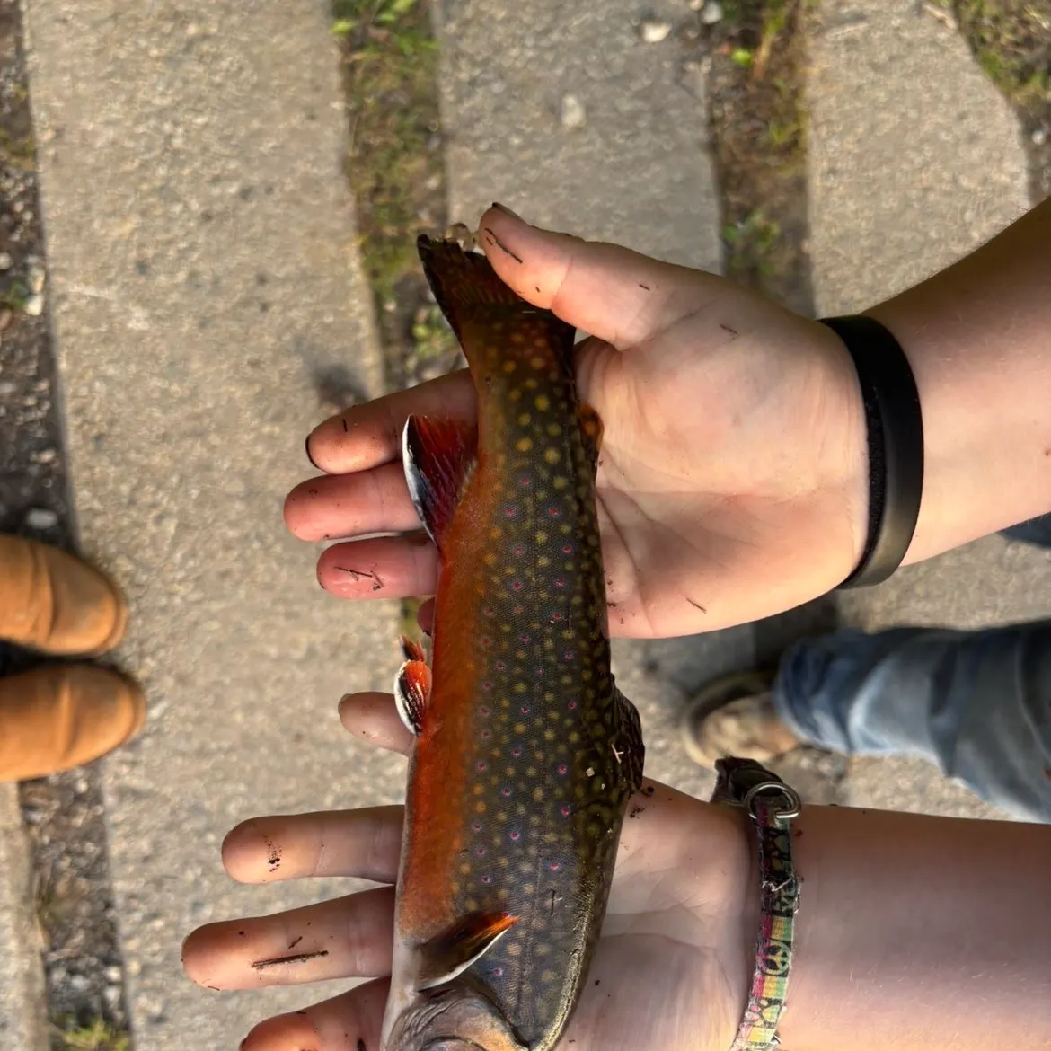Brook trout caught on Fishbrain