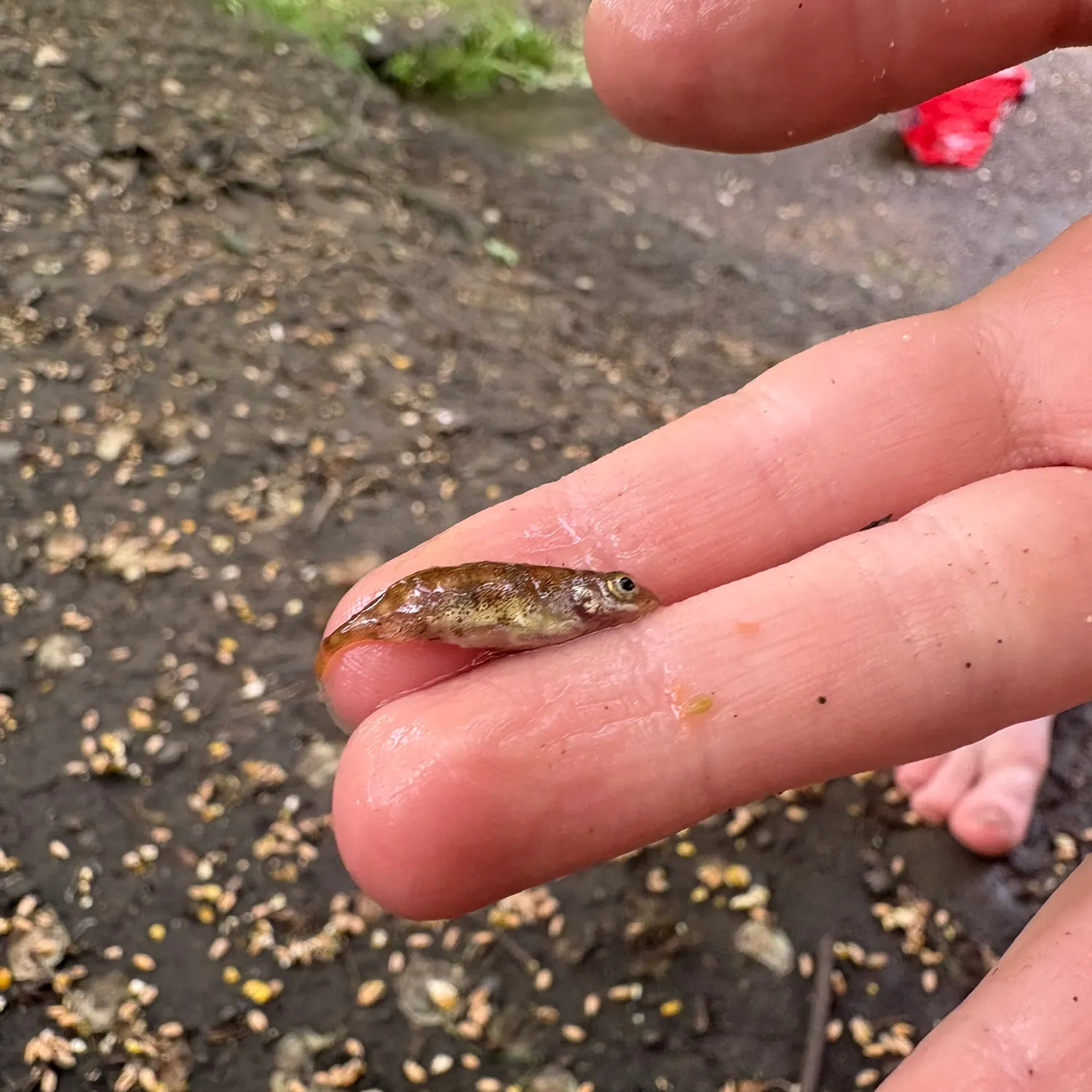The most recent Ninespine stickleback catches on Fishbrain