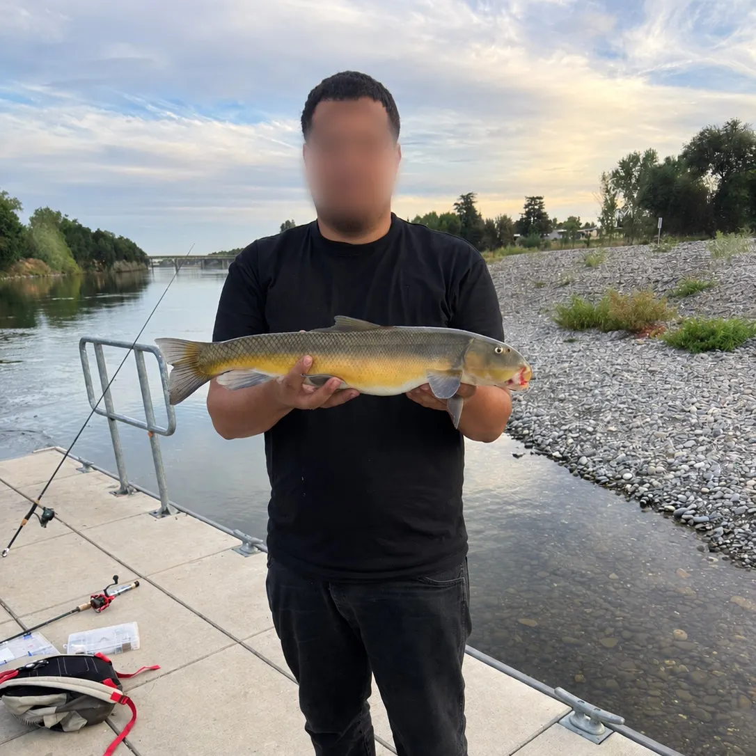 The most recent Sacramento sucker catches on Fishbrain