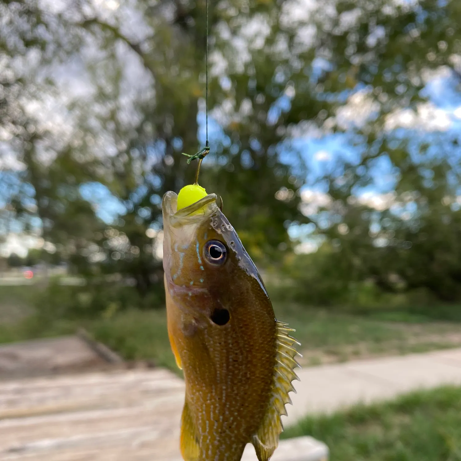 Green sunfish caught on Fishbrain