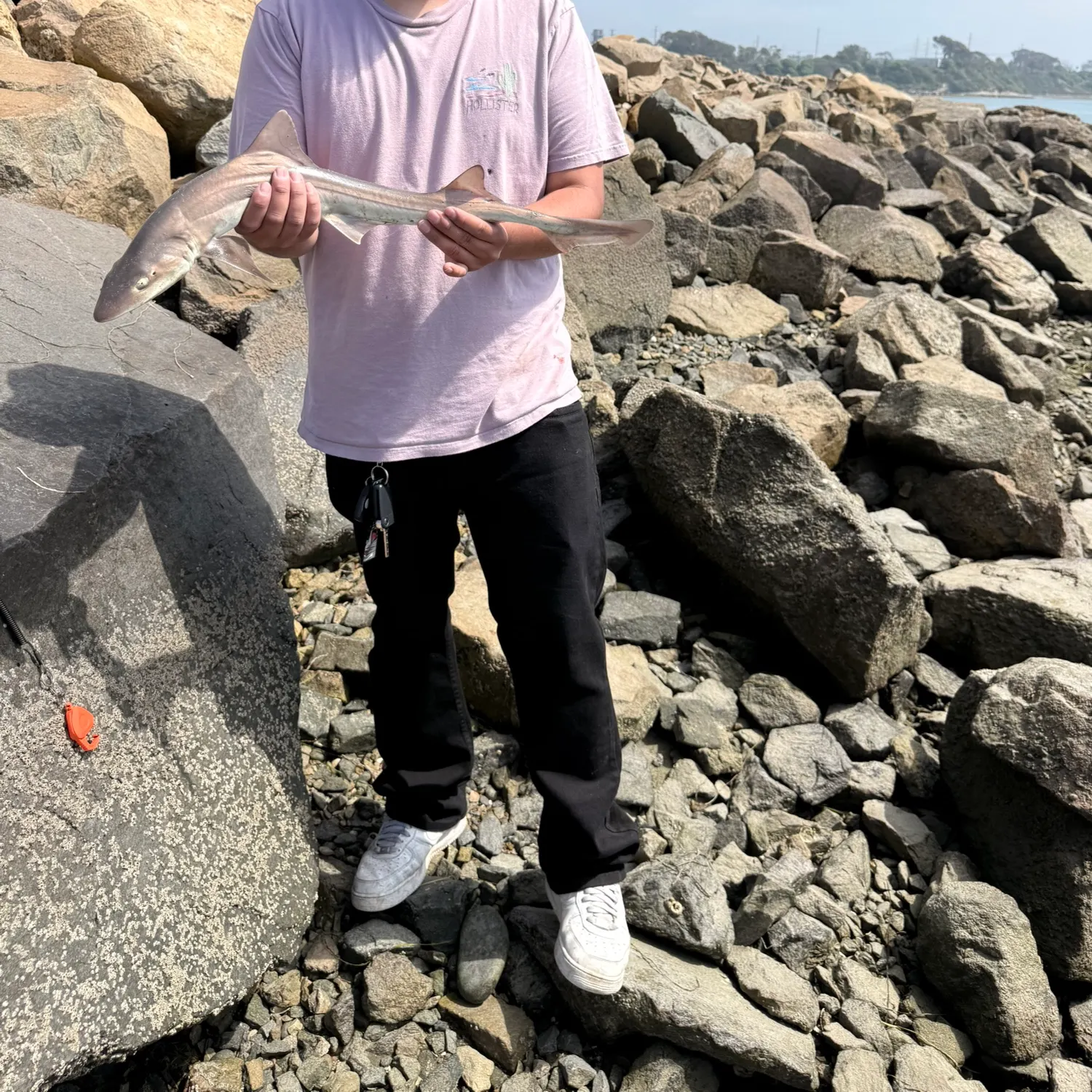 The most recent Grey smooth-hound catches on Fishbrain