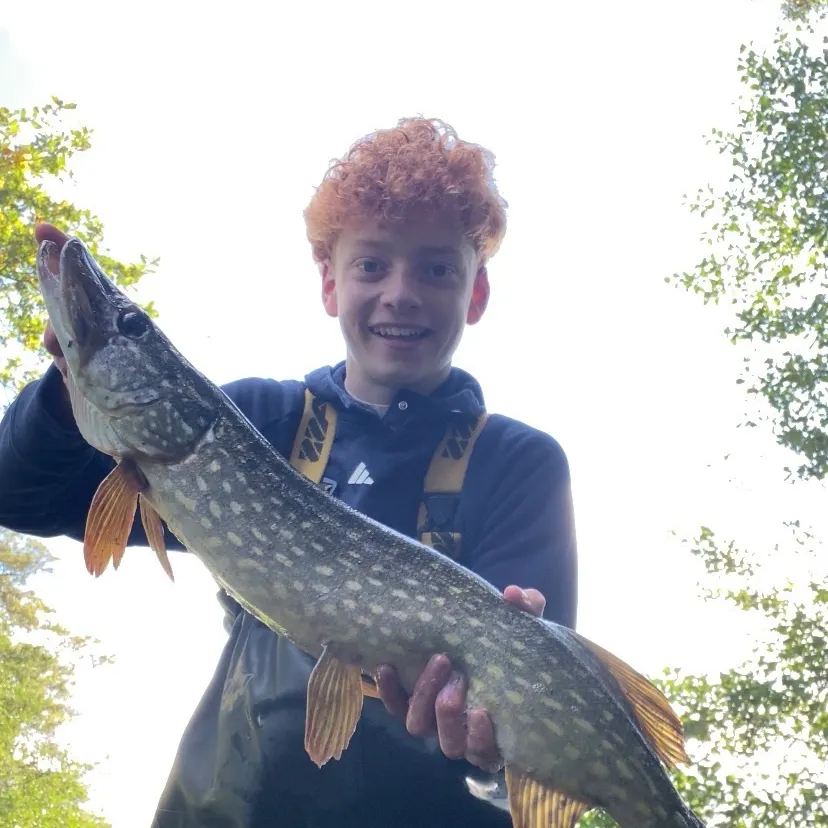 Northern pike caught on Fishbrain