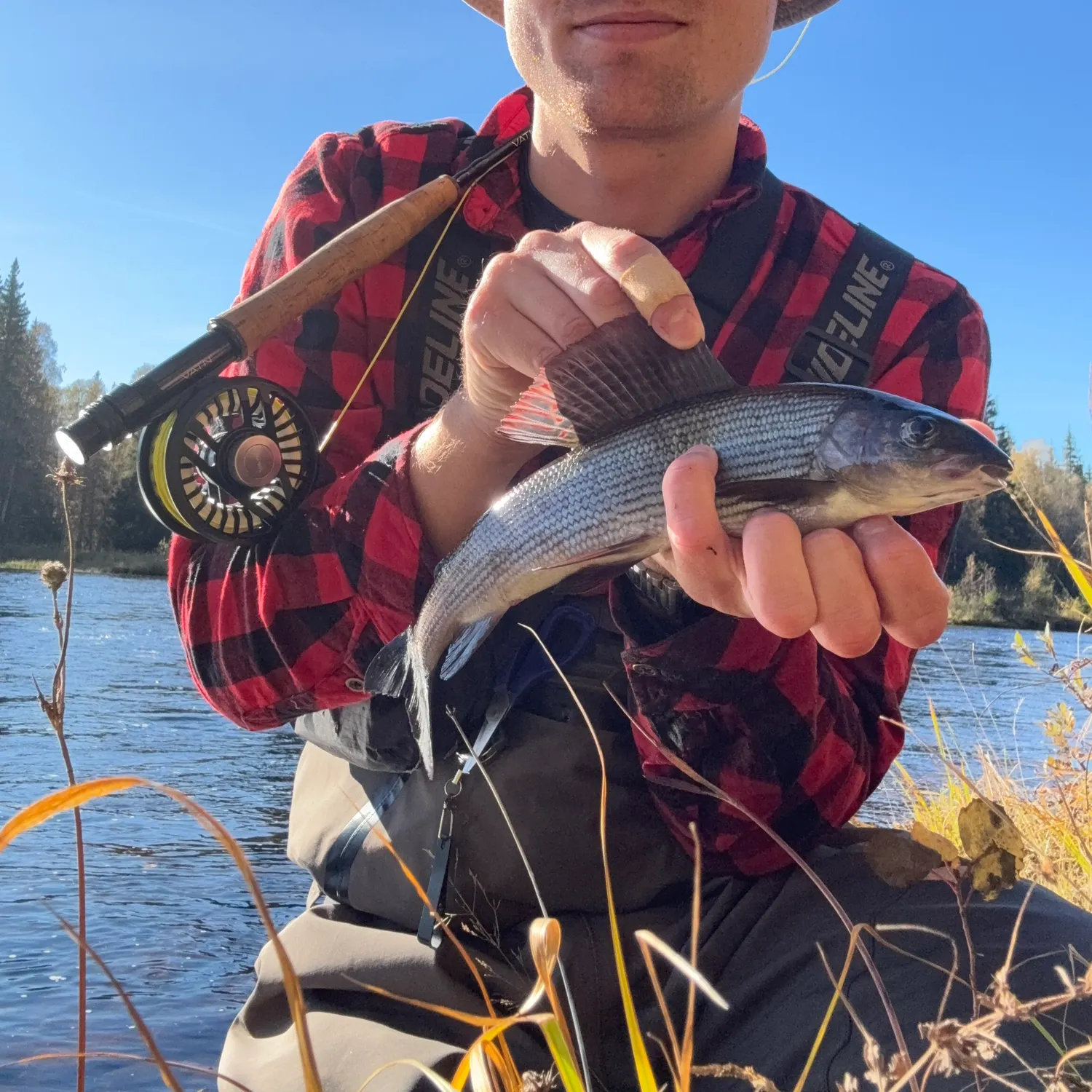 The most recent European grayling catches on Fishbrain