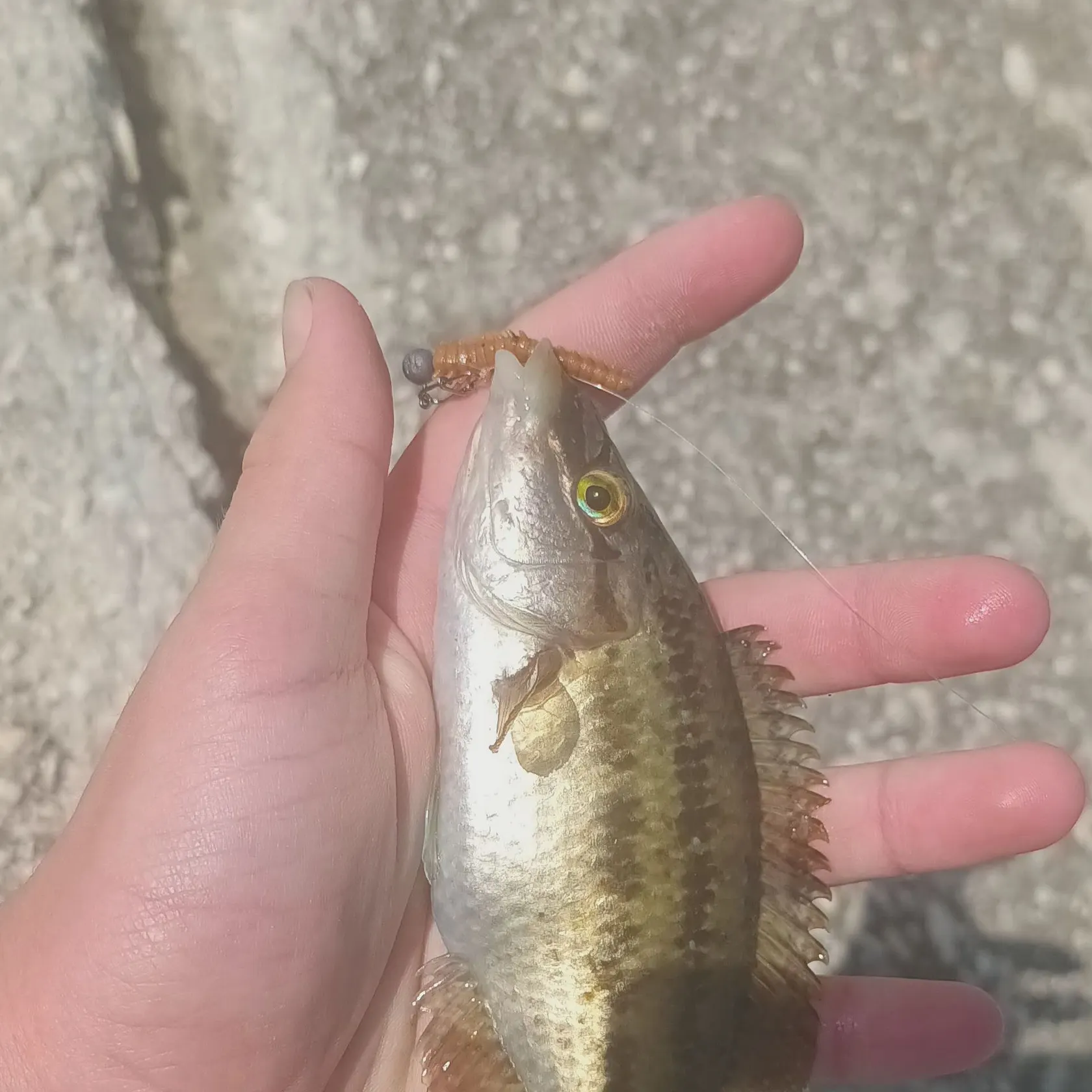 The most popular recent East Atlantic peacock wrasse catch on Fishbrain