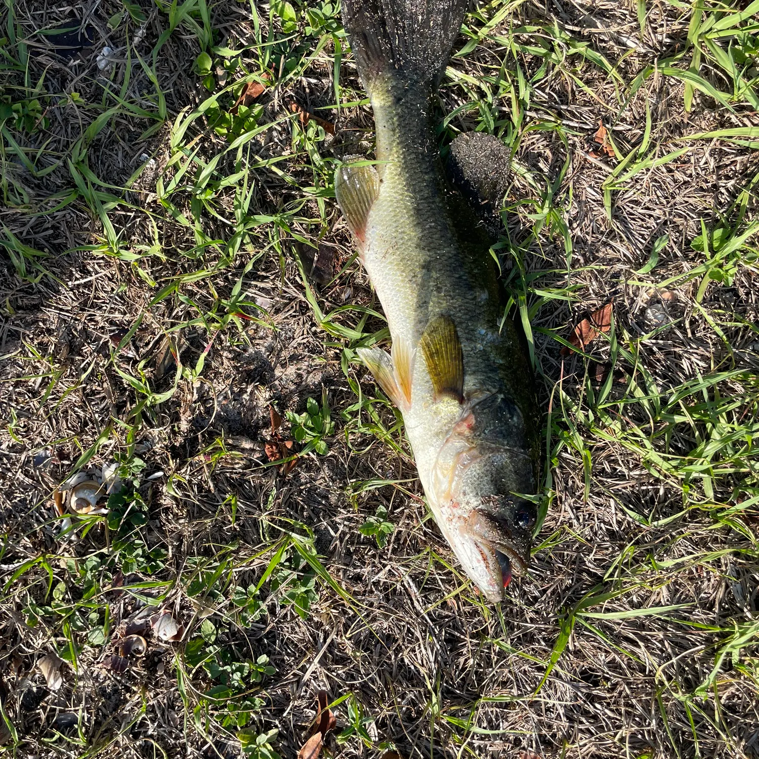 Largemouth bass caught on Fishbrain