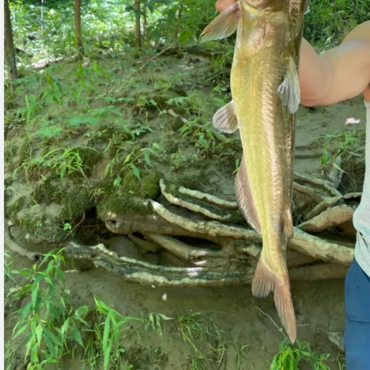 Channel catfish caught on Fishbrain