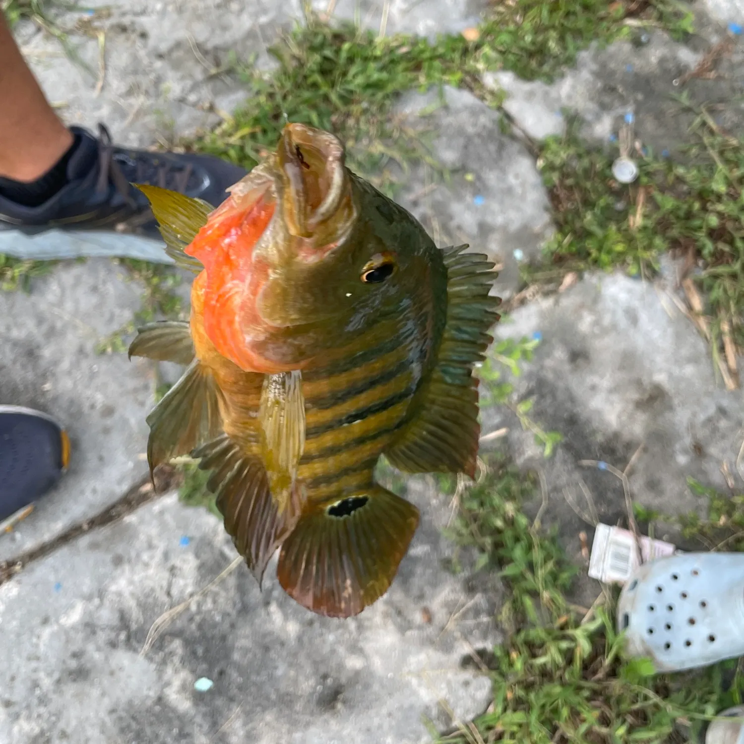 catch