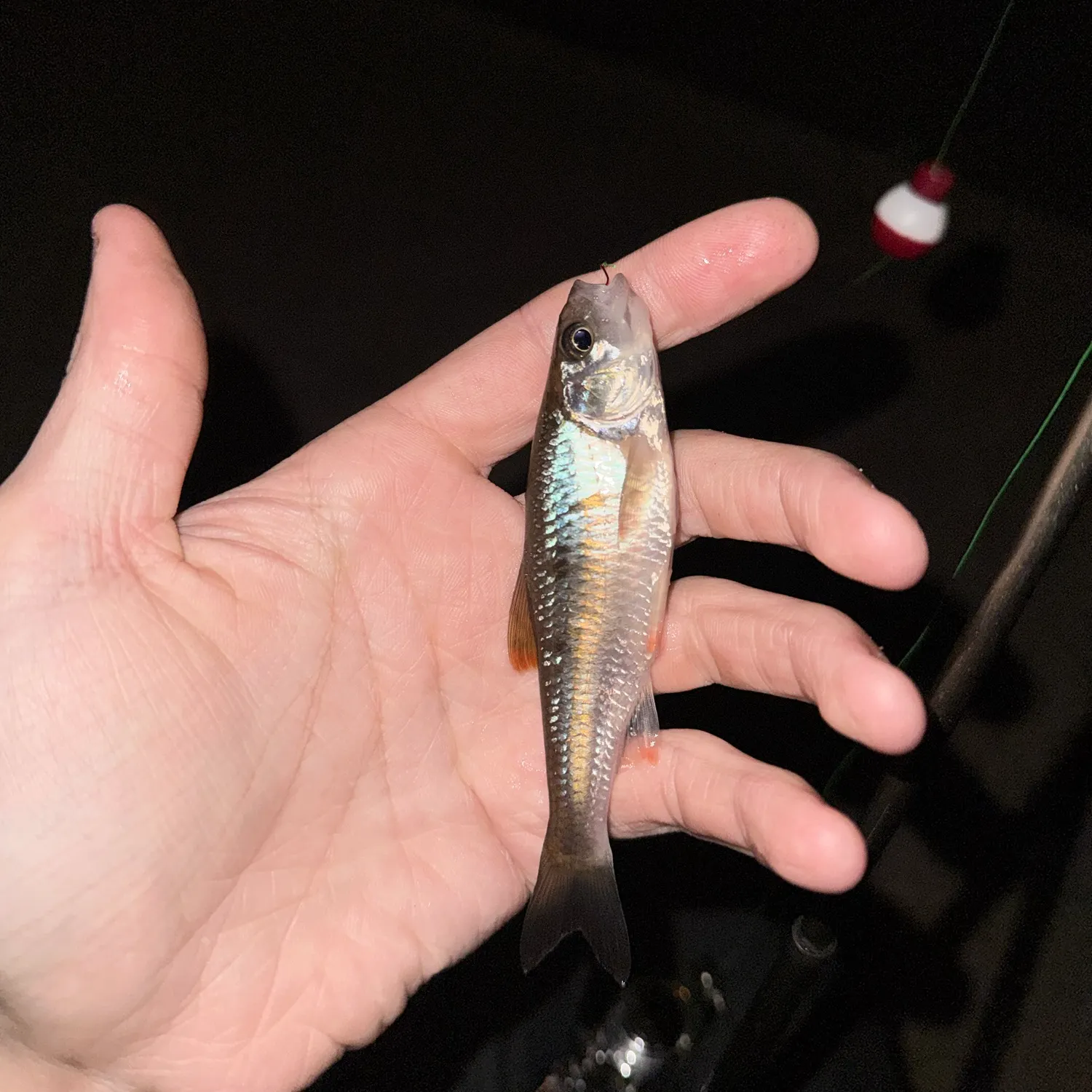 Common shiner caught on Fishbrain