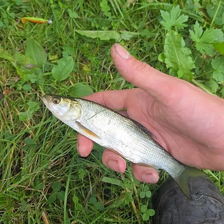 Ide caught on Fishbrain