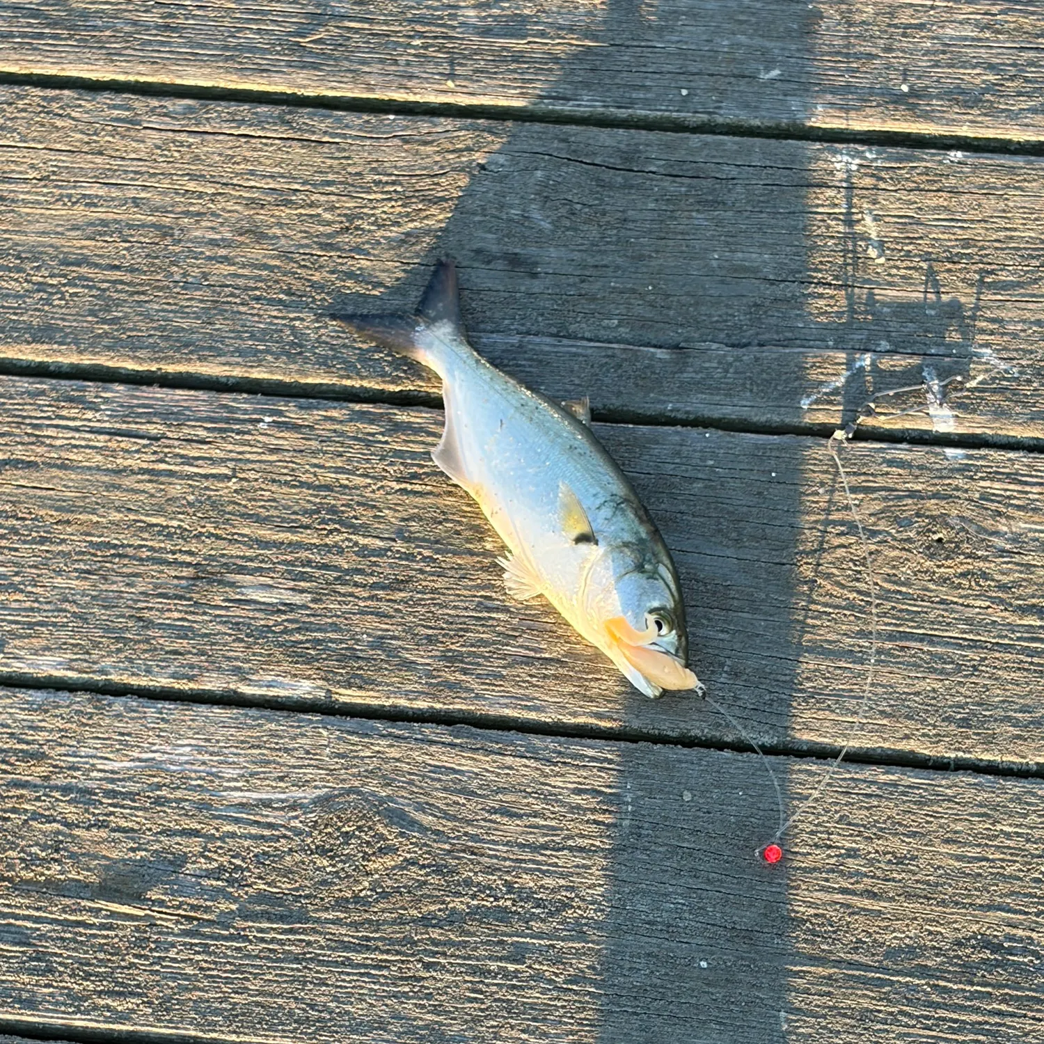 Bluefish caught on Fishbrain