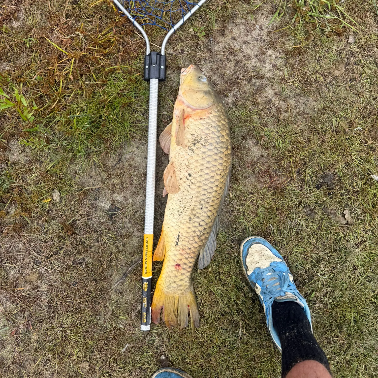 Common carp caught on Fishbrain