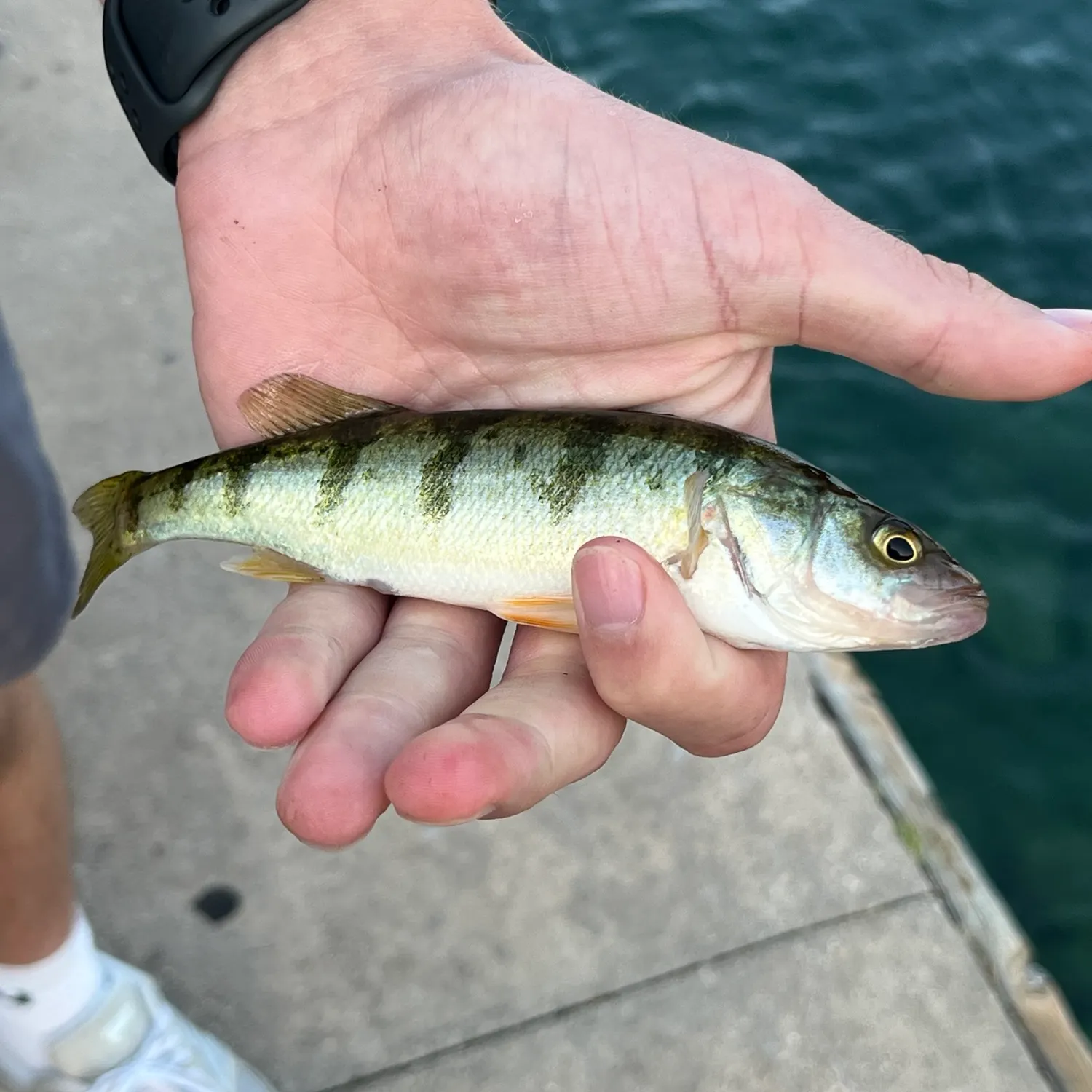 Yellow perch caught on Fishbrain