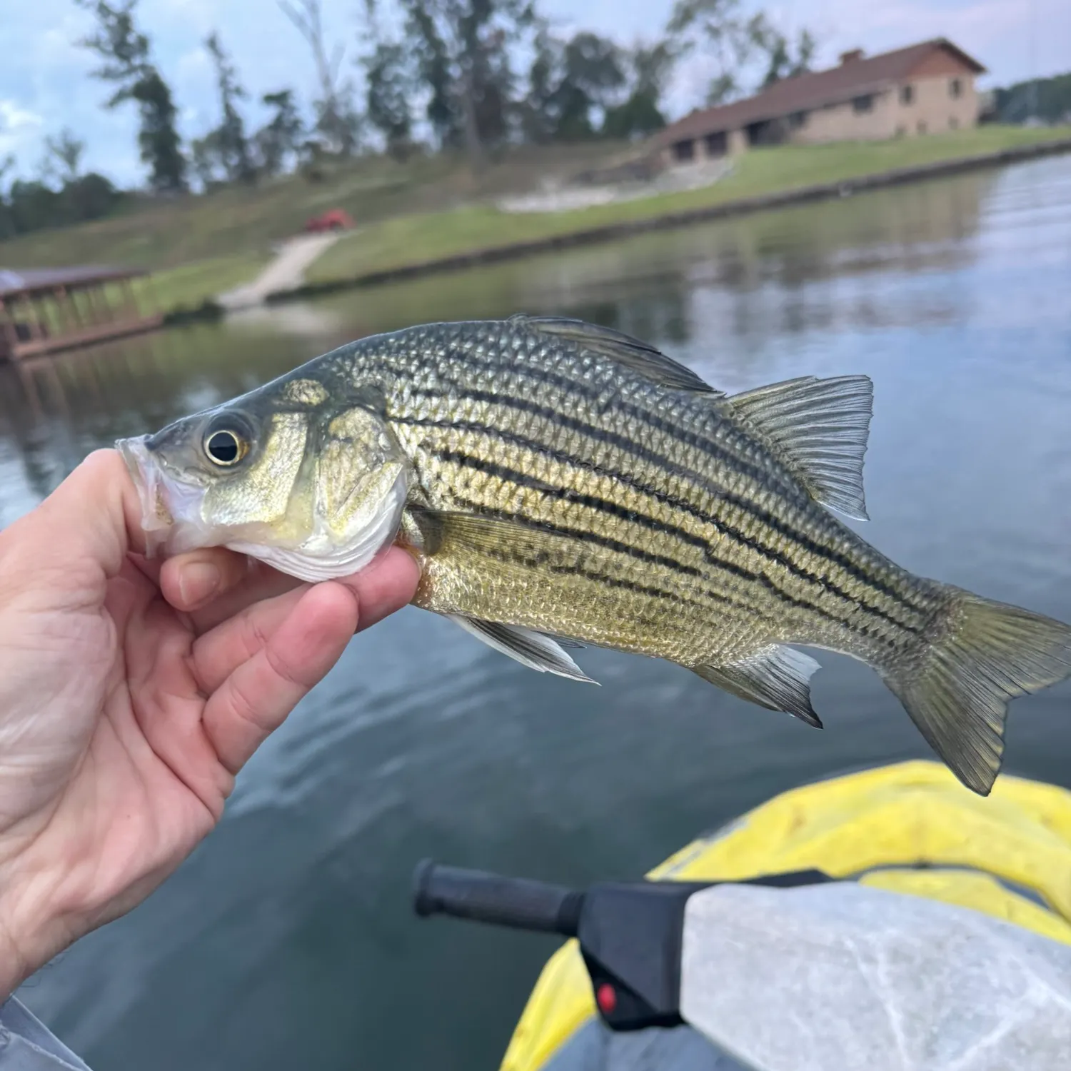 Yellow bass caught on Fishbrain