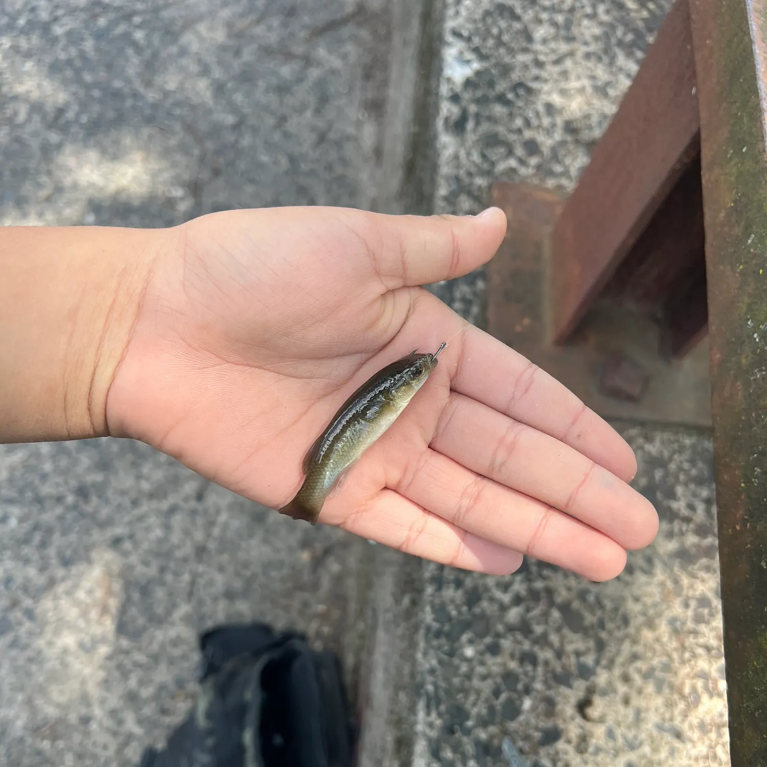 Creek chub caught on Fishbrain