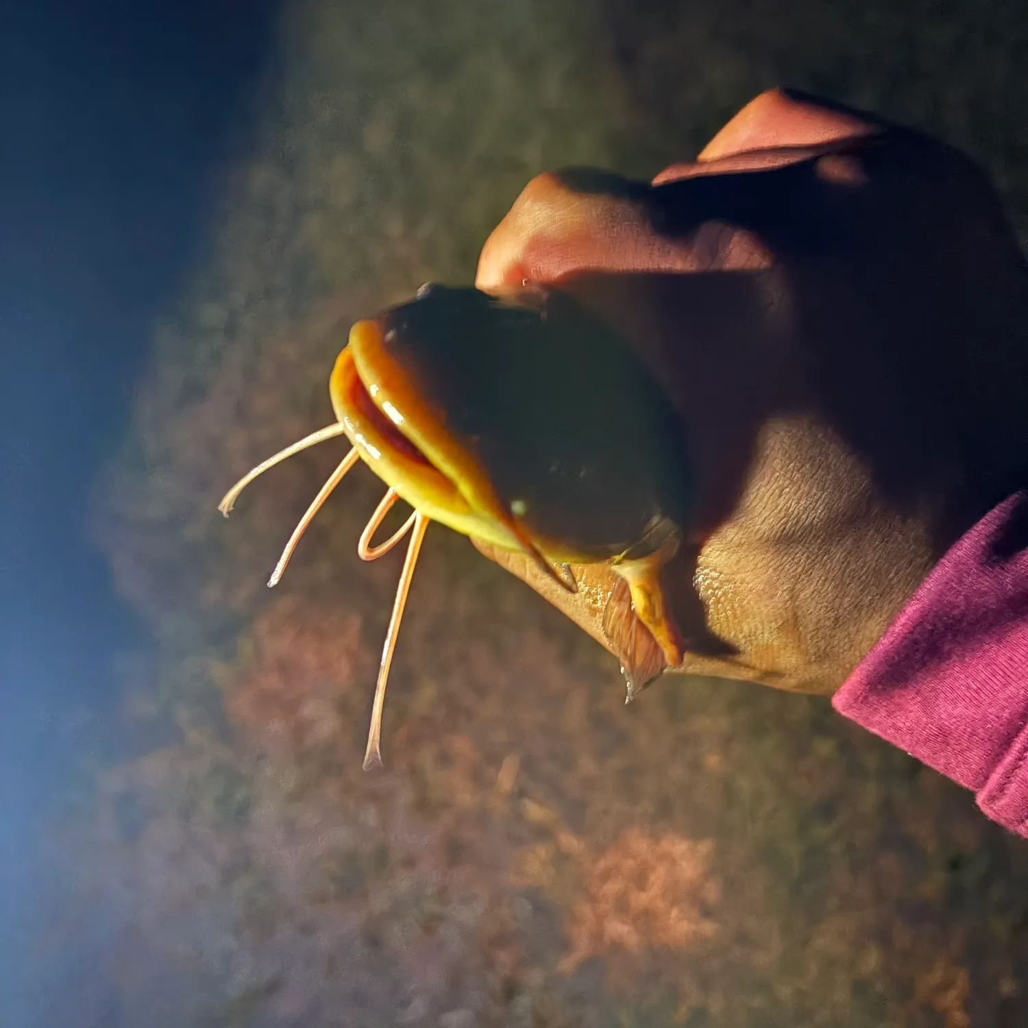 Brown bullhead caught on Fishbrain