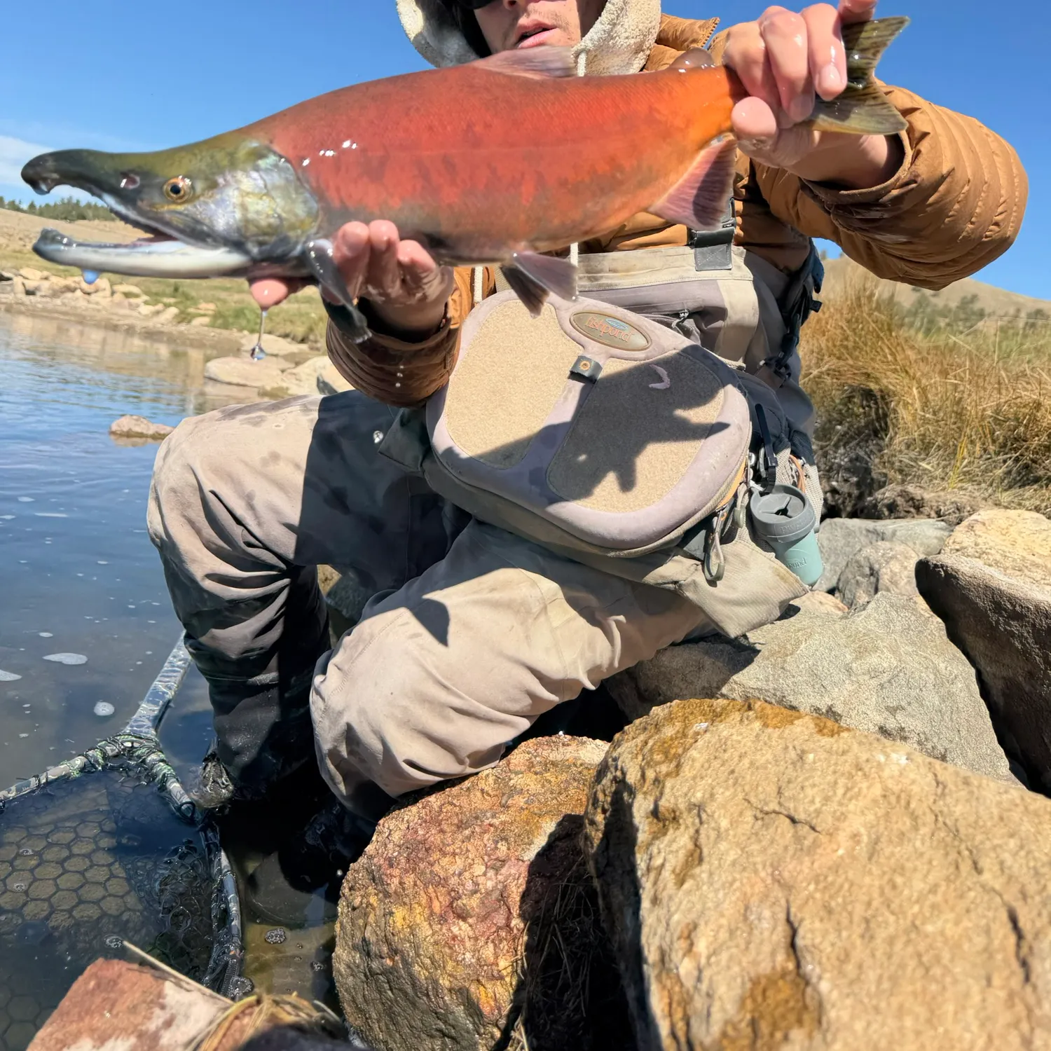 Kokanee salmon caught on Fishbrain