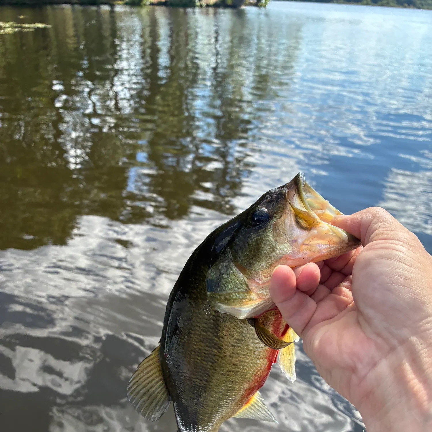 Largemouth bass caught on Fishbrain