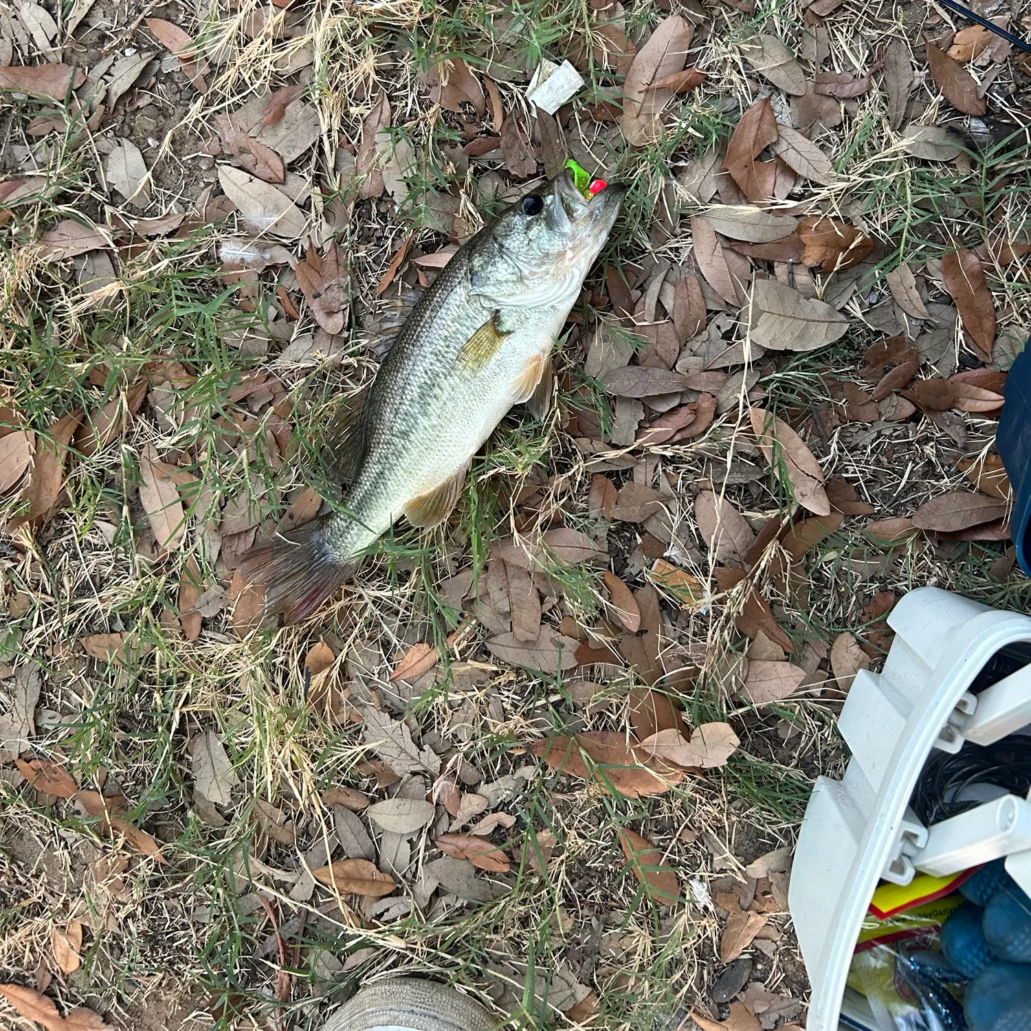 Fish caught on Fishbrain