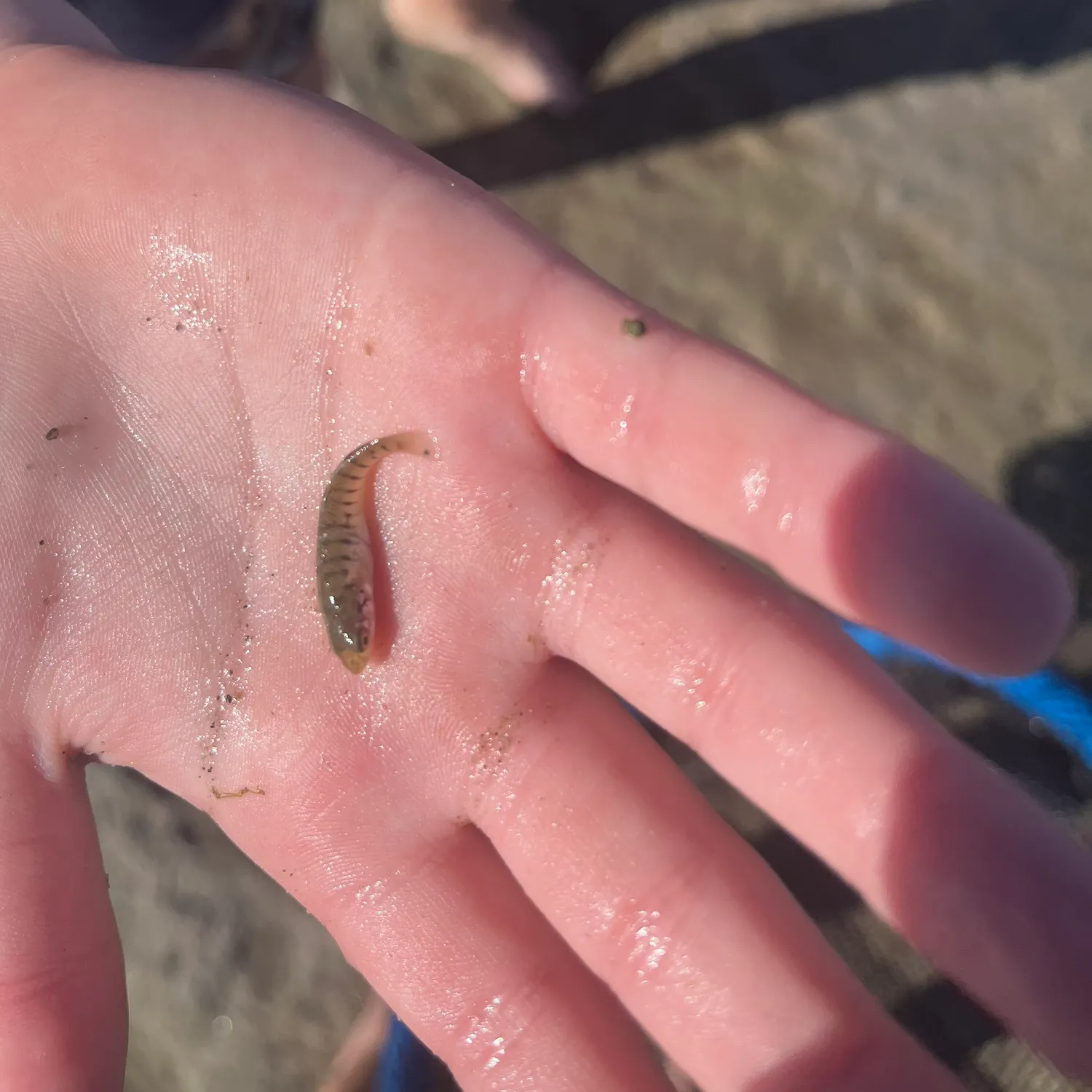 The most recent Striped killifish catches on Fishbrain